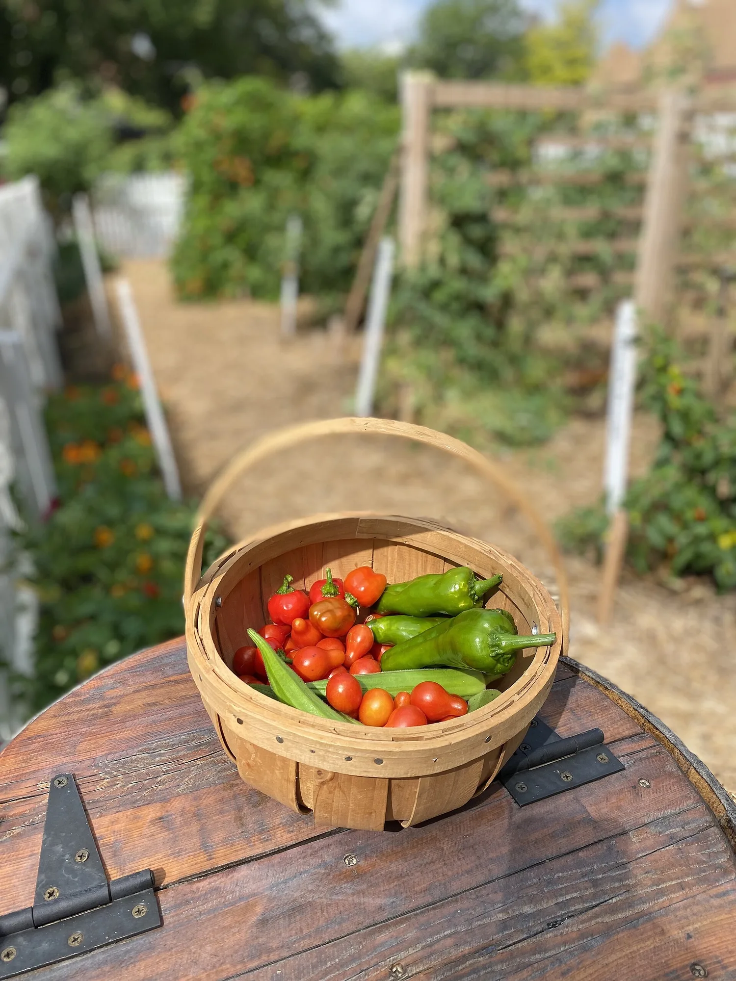 Holzkorb mit frisch geernteten Tomaten und Paprika auf einem Fass, dahinter ein Gartenweg