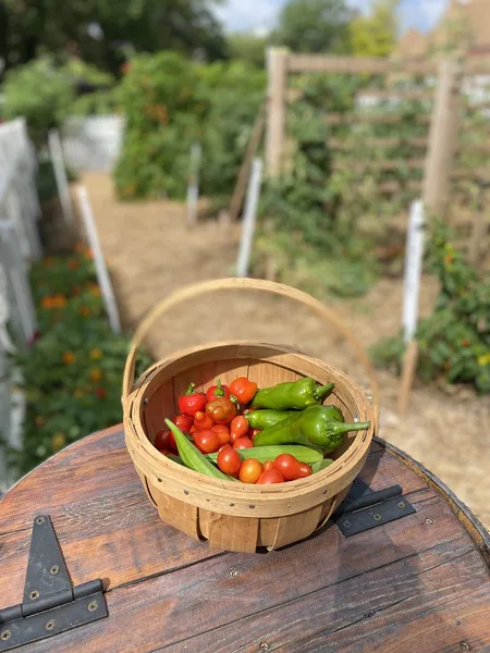 Holzkorb mit frisch geernteten Tomaten und Paprika auf einem Fass, dahinter ein Gartenweg