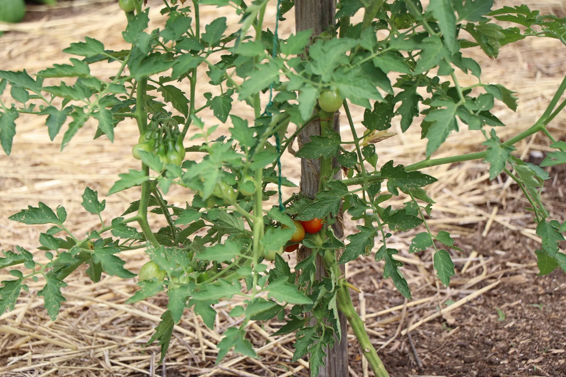 Grüne und rote Tomaten reifen an der Pflanze
