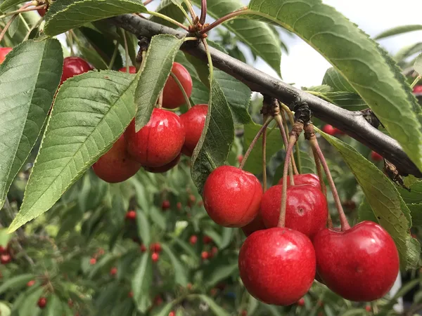 Dunkelrote, reife Süßkirschen hängen in Büscheln an einem sonnigen Kirschbaum