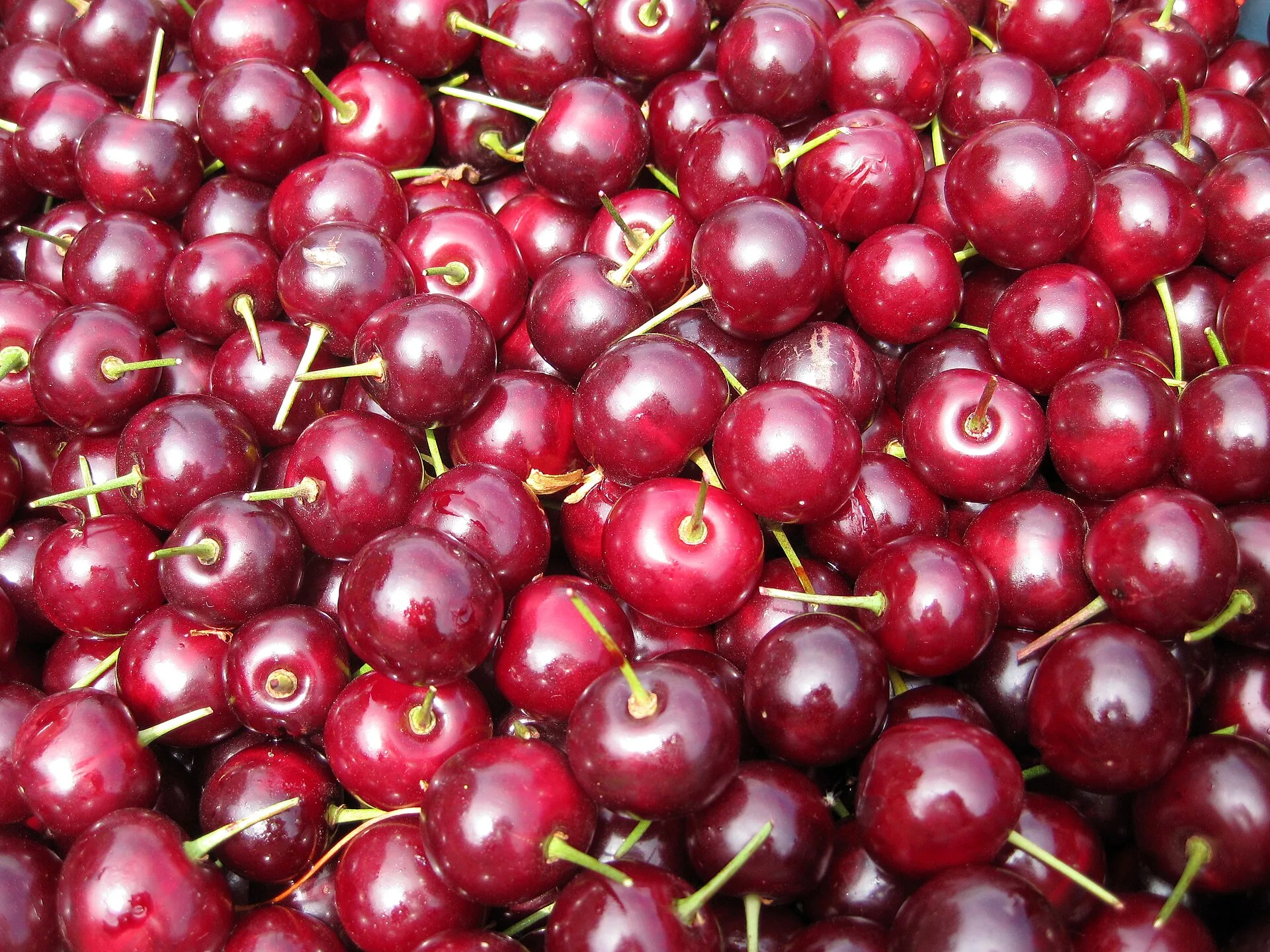 Leuchtend rote Sauerkirschen der Sorte Schattenmorelle