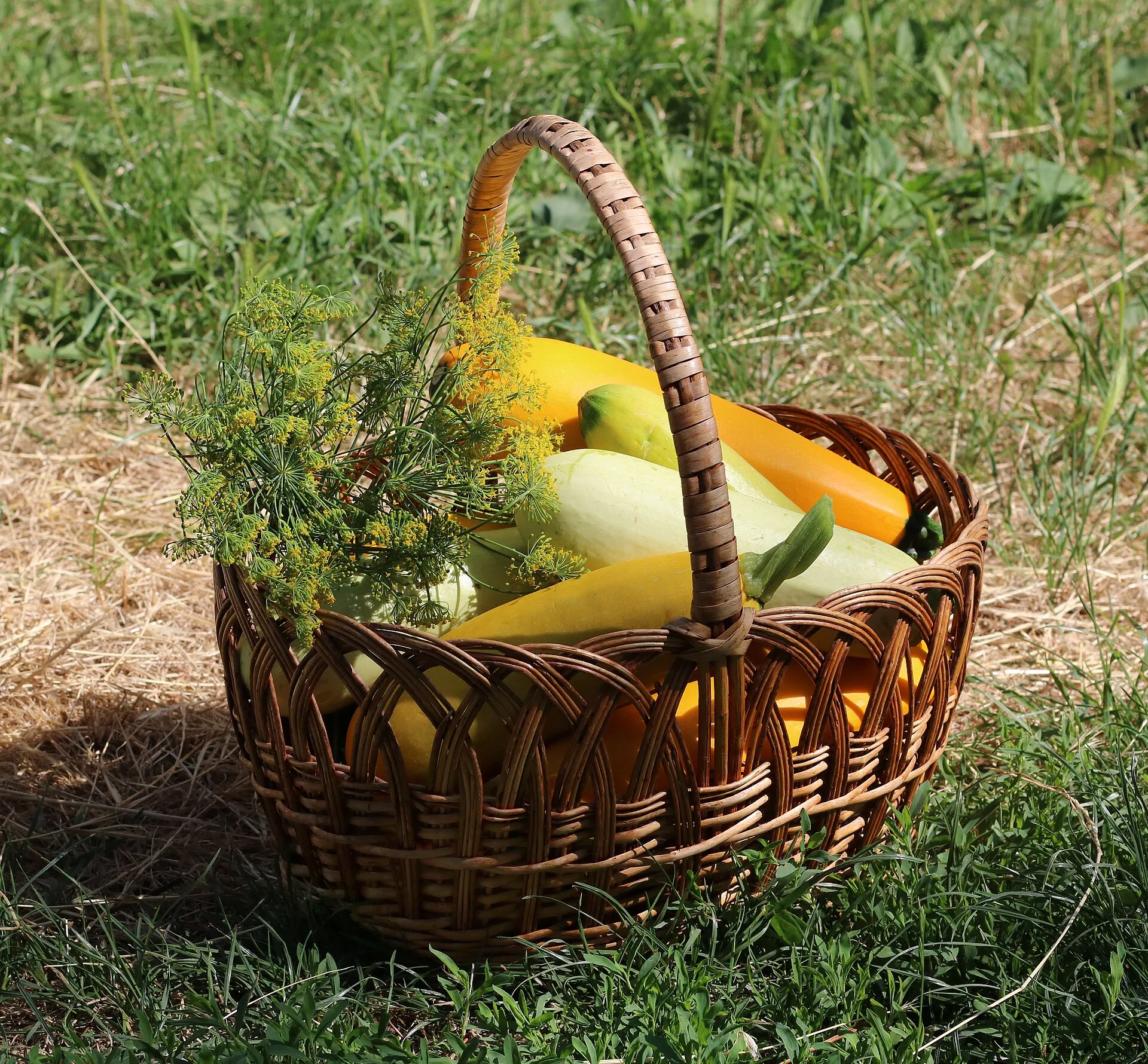 Frisch geerntete grüne und gelbe Zucchini in einem Weidenkorb