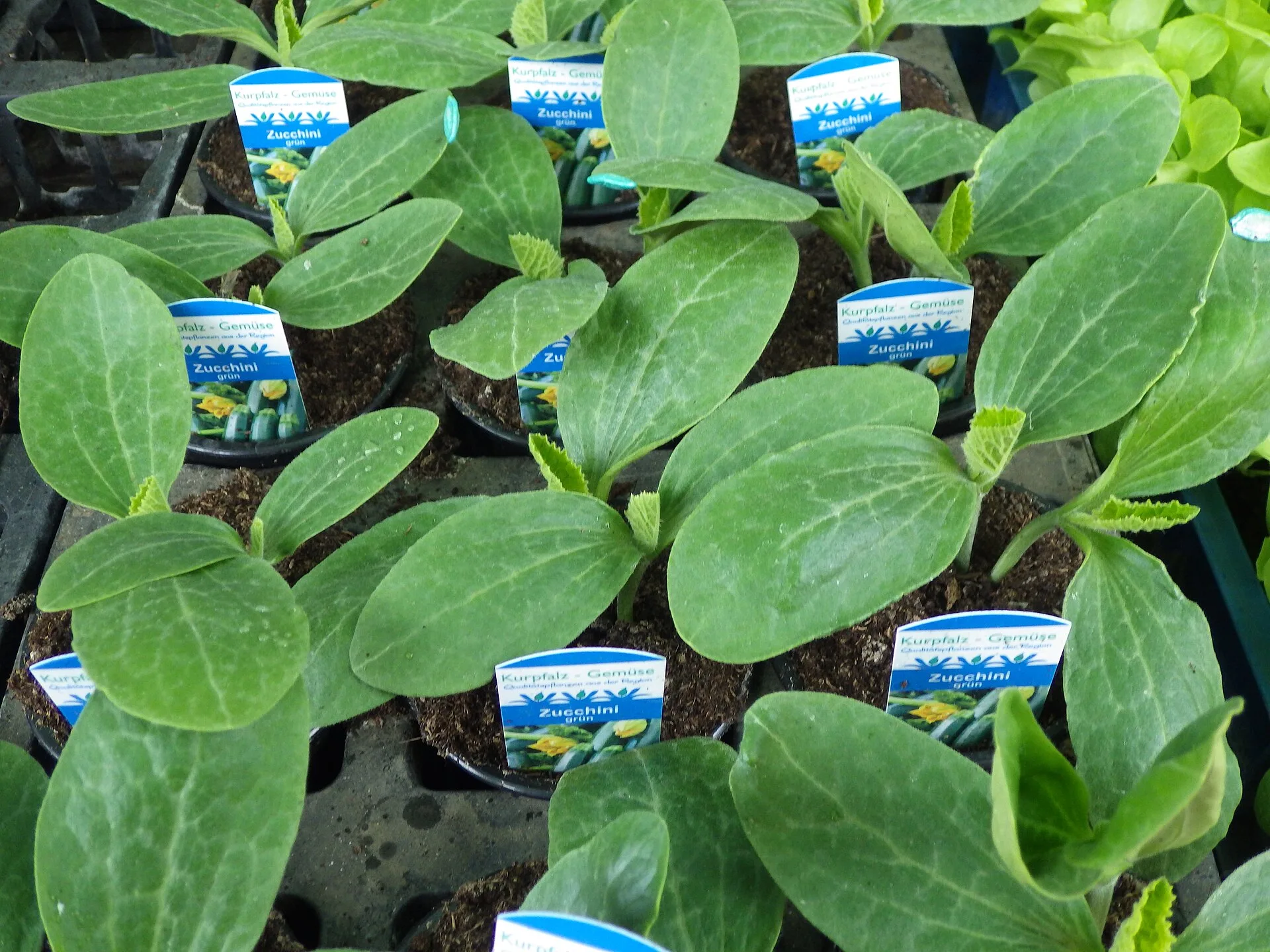 Kräftige Zucchini-Jungpflanzen mit den ersten echten Blättern in Anzuchttöpfen