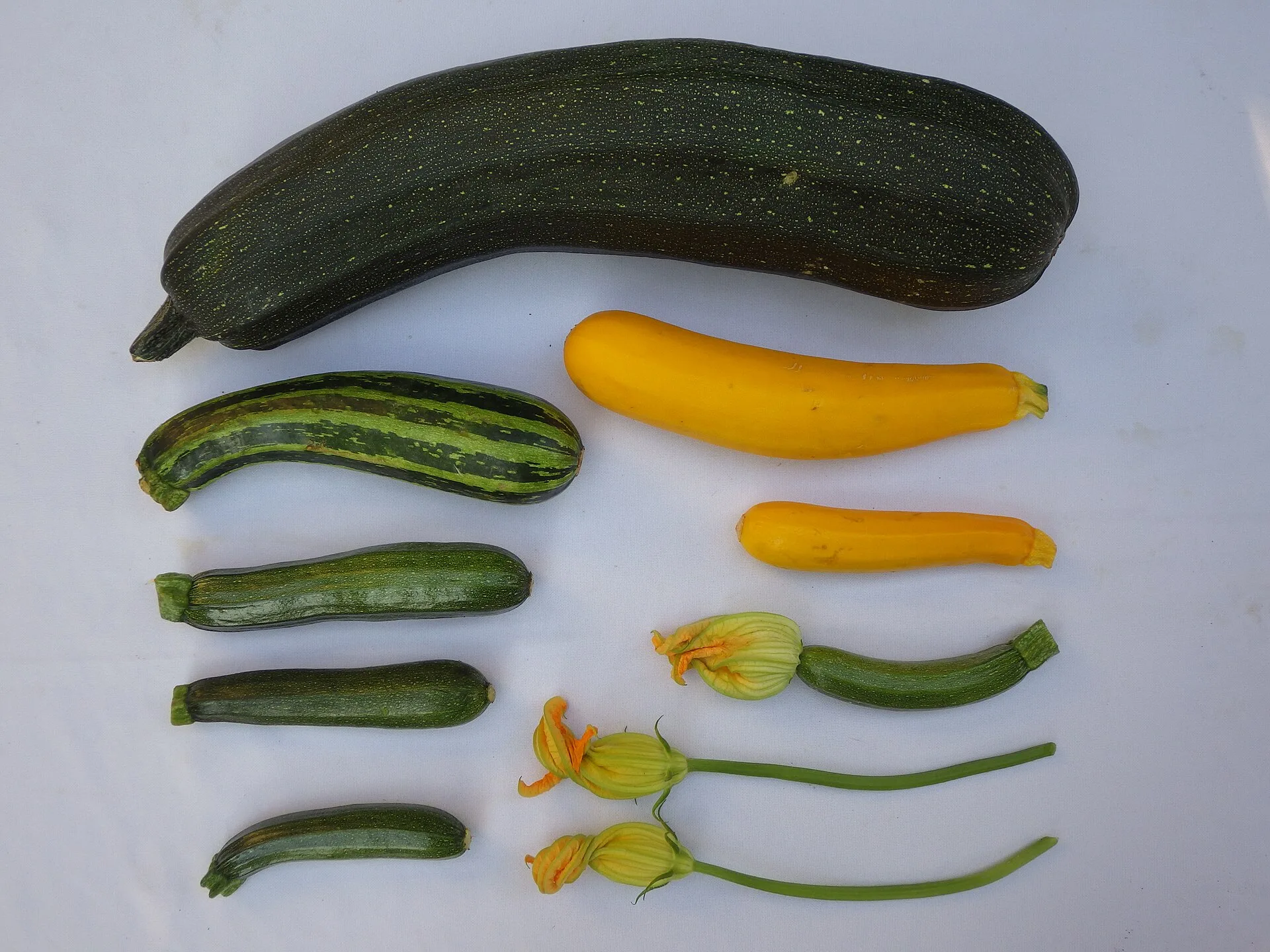 Zucchinipflanze mit großen gelben Blüten und jungen Früchten