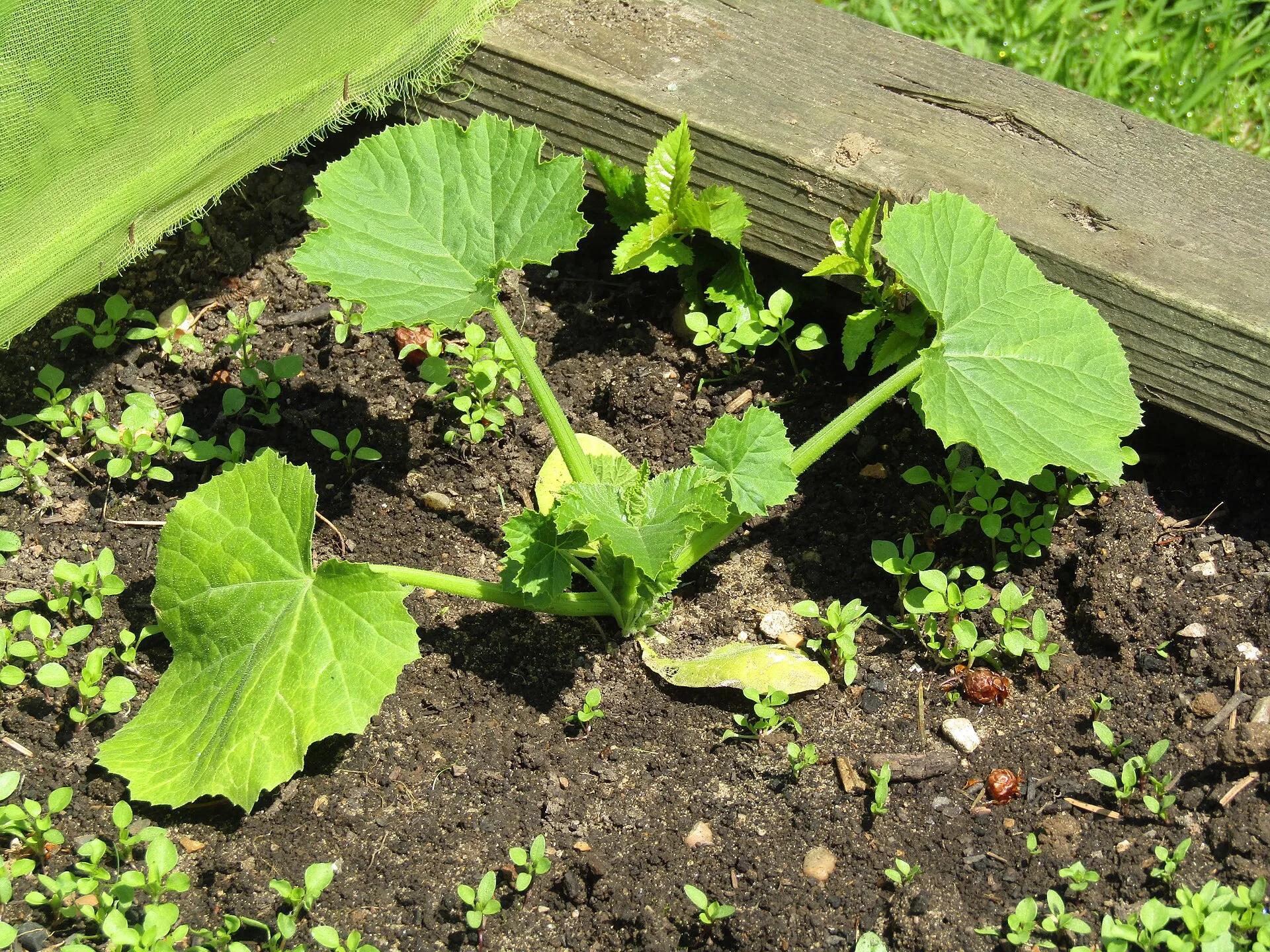 Ausgewachsene, buschige Zucchinipflanze mit großen Blättern im Gartenbeet