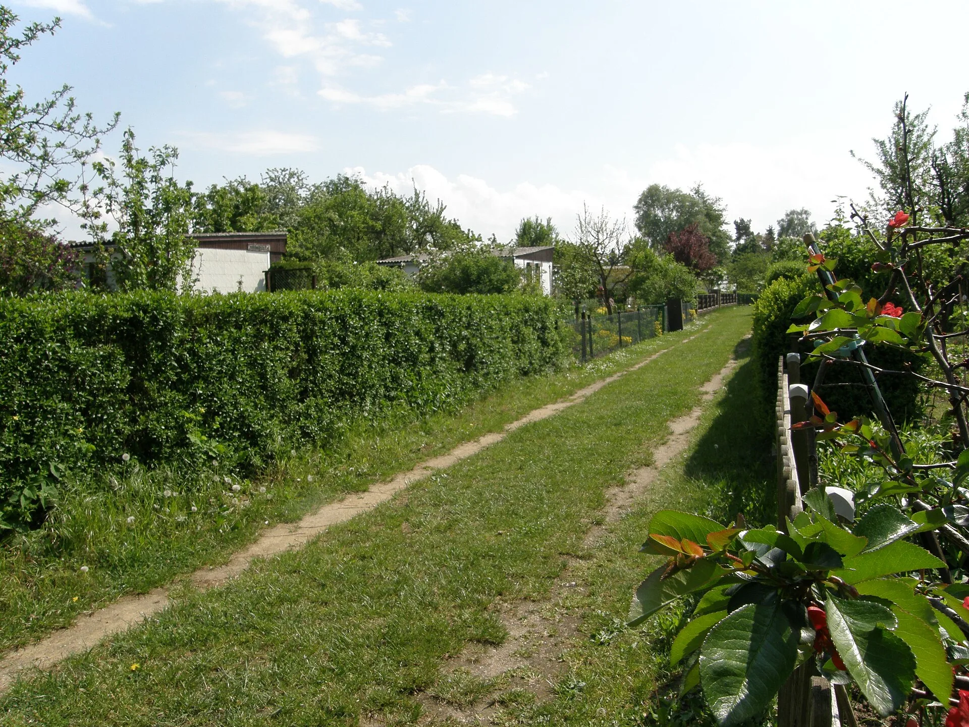 Sommerlicher Grasweg durch eine Berliner Kleingartenanlage mit geschnittenen Hecken, Gartenlauben und Obstbäumen unter blauem Himmel