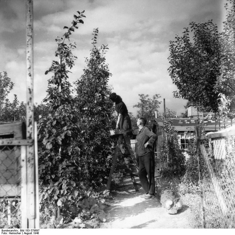 Historische Schwarz-Weiß-Aufnahme von 1948: Eine Frau erntet auf einer Leiter Äpfel in einem Berliner Kleingarten, ein Mann steht daneben