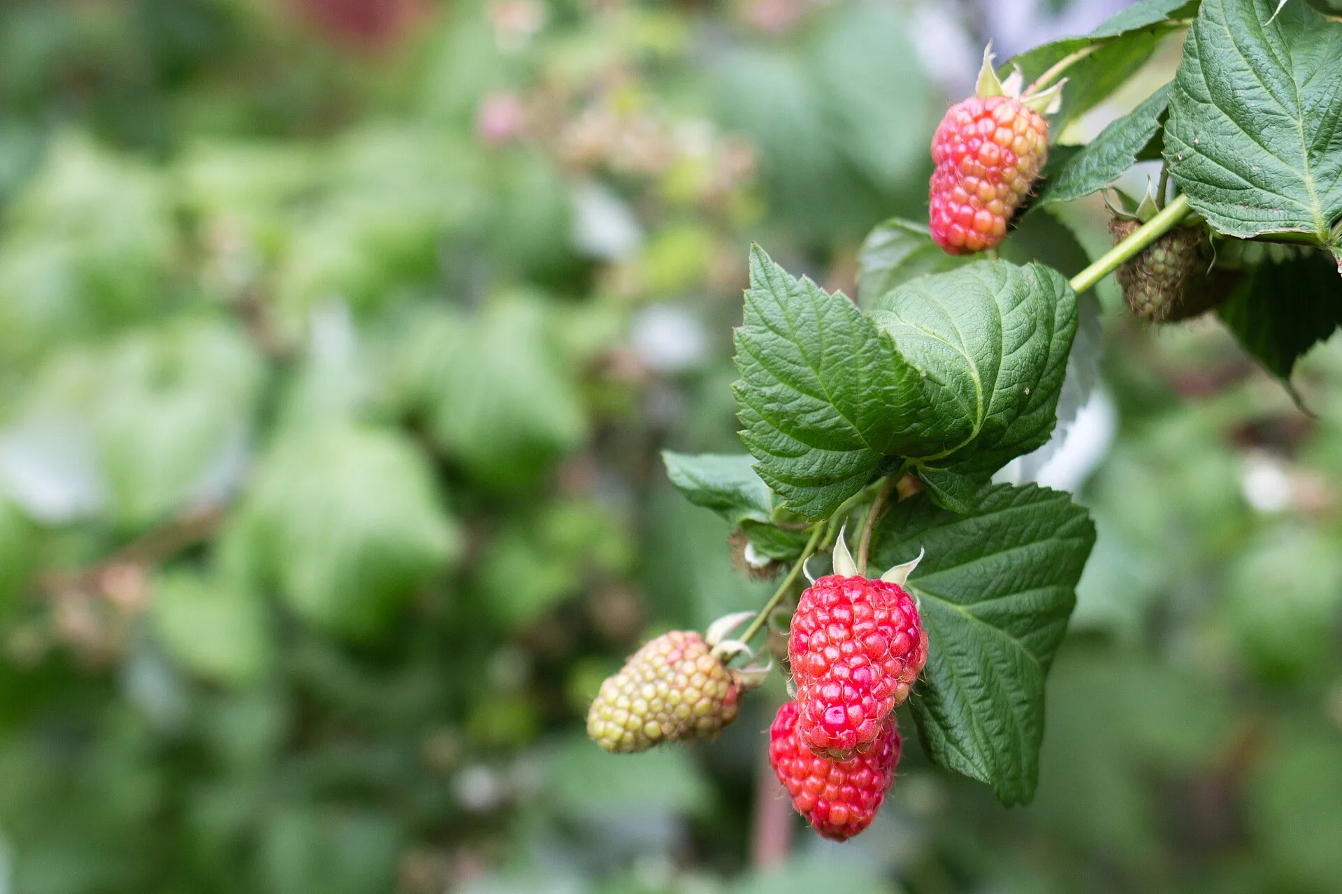 Reife und noch reifende Himbeeren an der Rute im Garten, mit grünem Laub