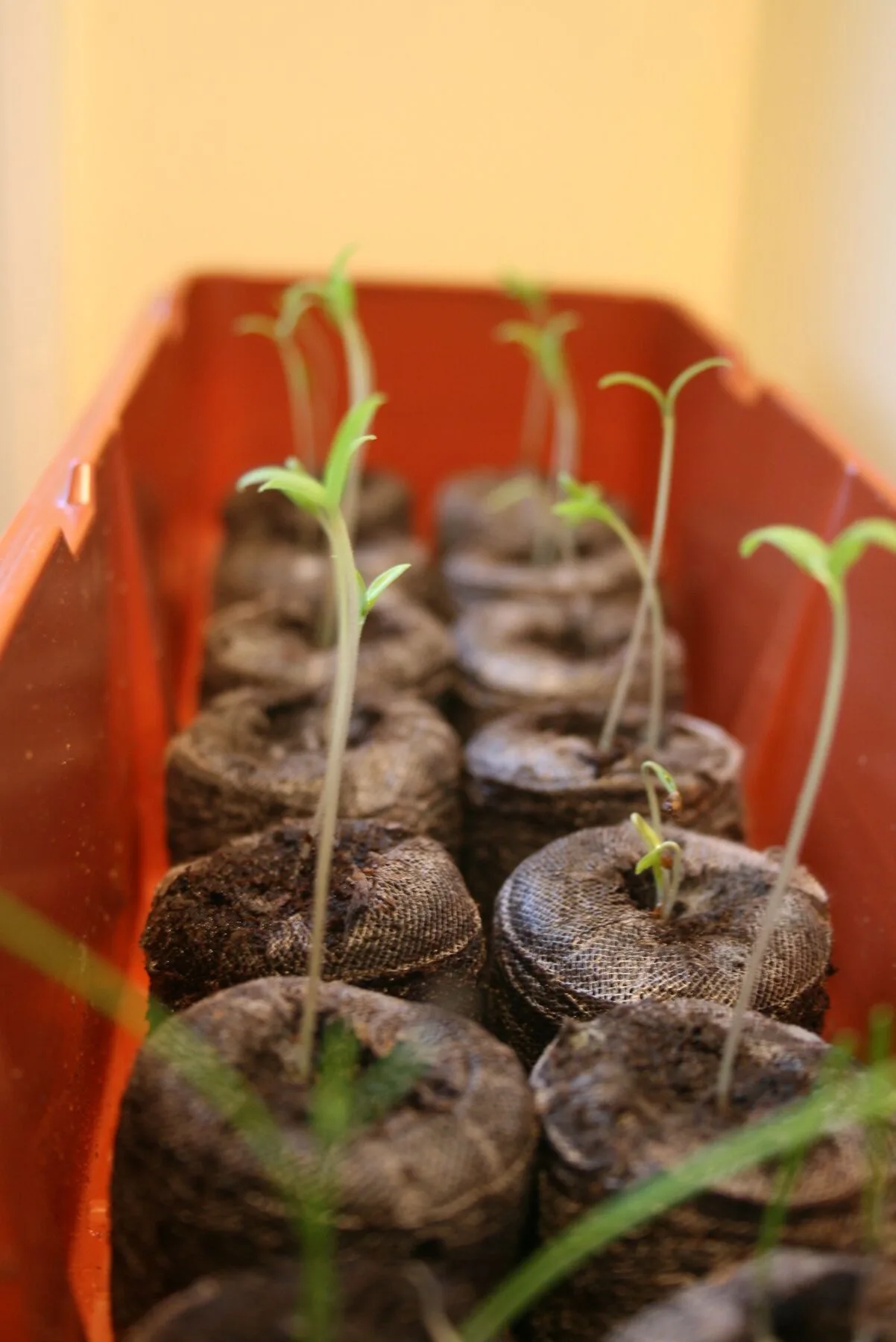 Young tomato seedlings in a seed tray on a bright windowsill