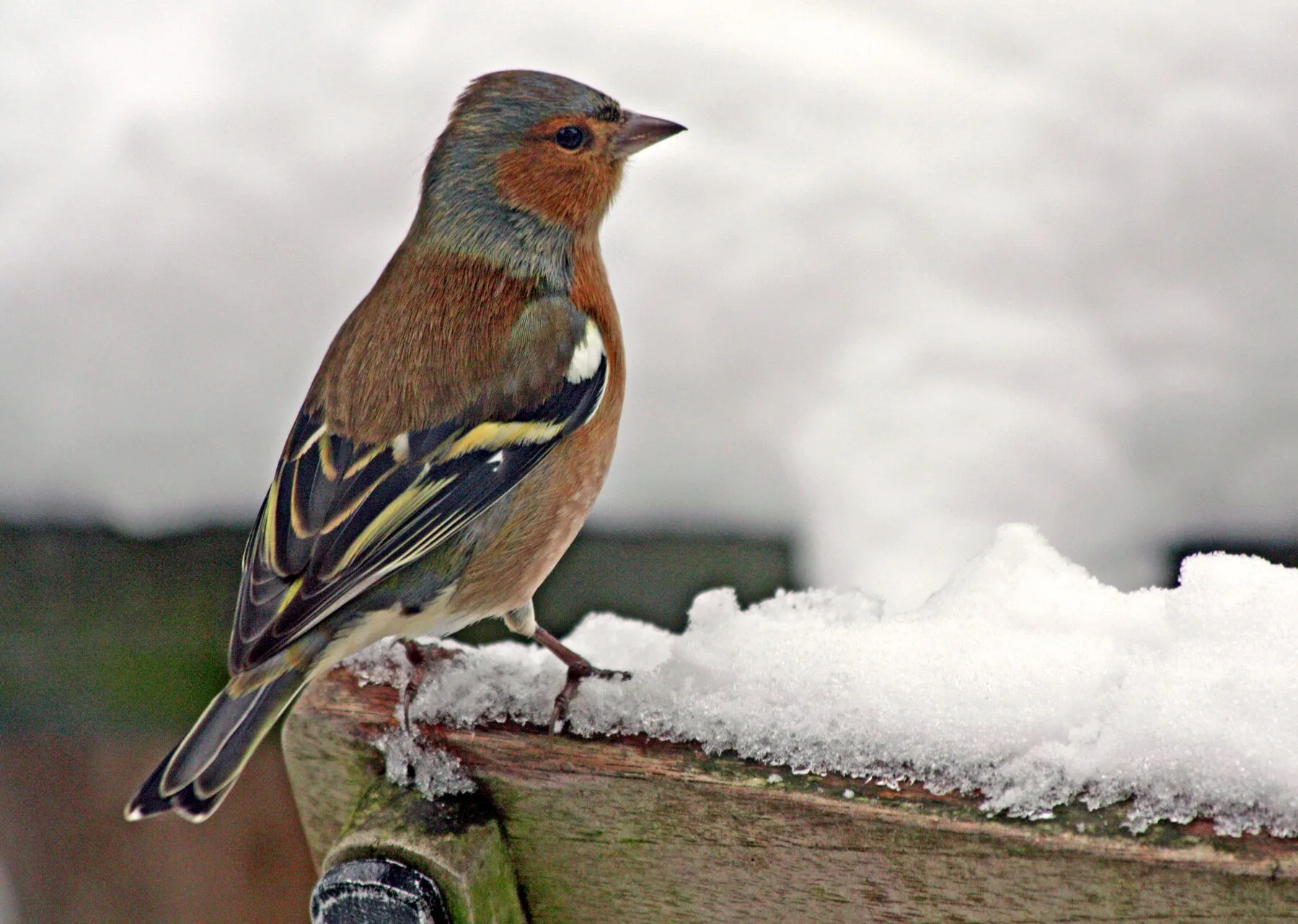 A chaffinch perches on a branch in the garden on a snowy winter day