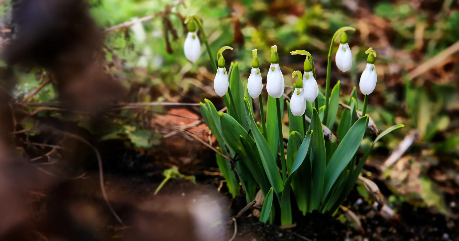 Blühende Schneeglöckchen recken sich zwischen letzten Schneeresten im Garten