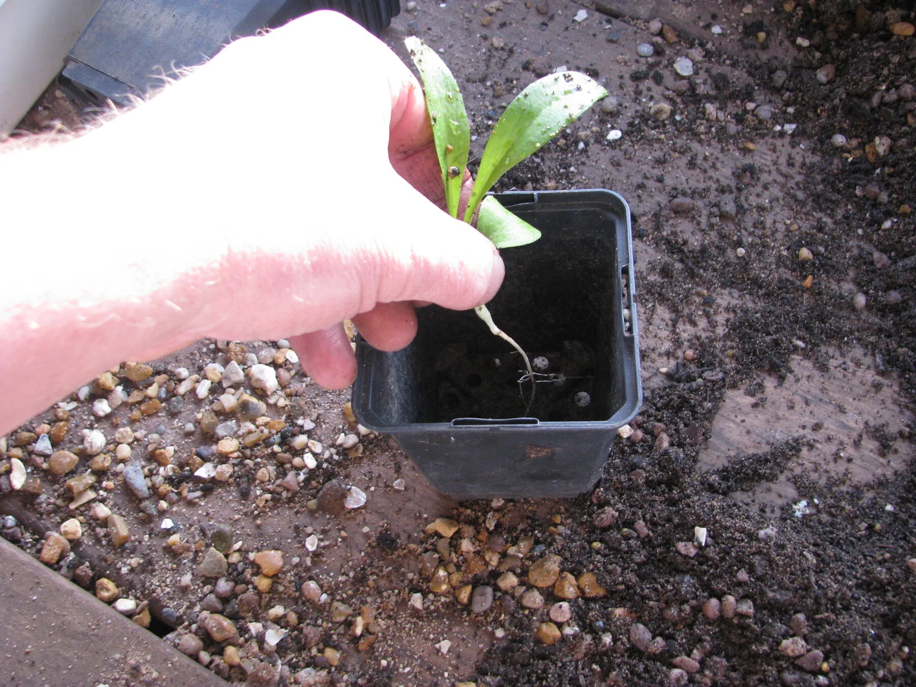 Hands pricking out young seedlings one by one into small pots of fresh compost