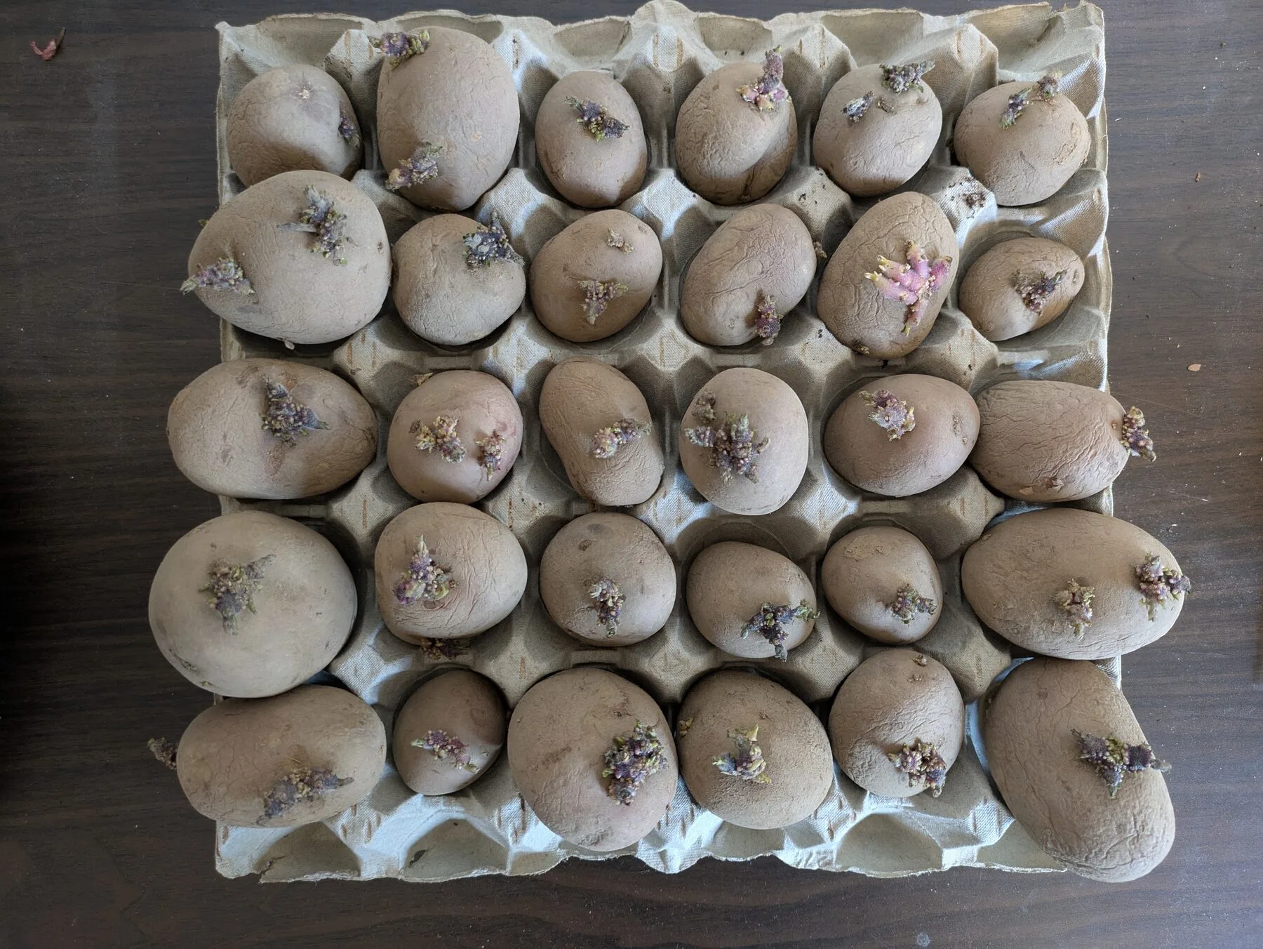 Chitted seed potatoes with short, sturdy shoots in an egg box