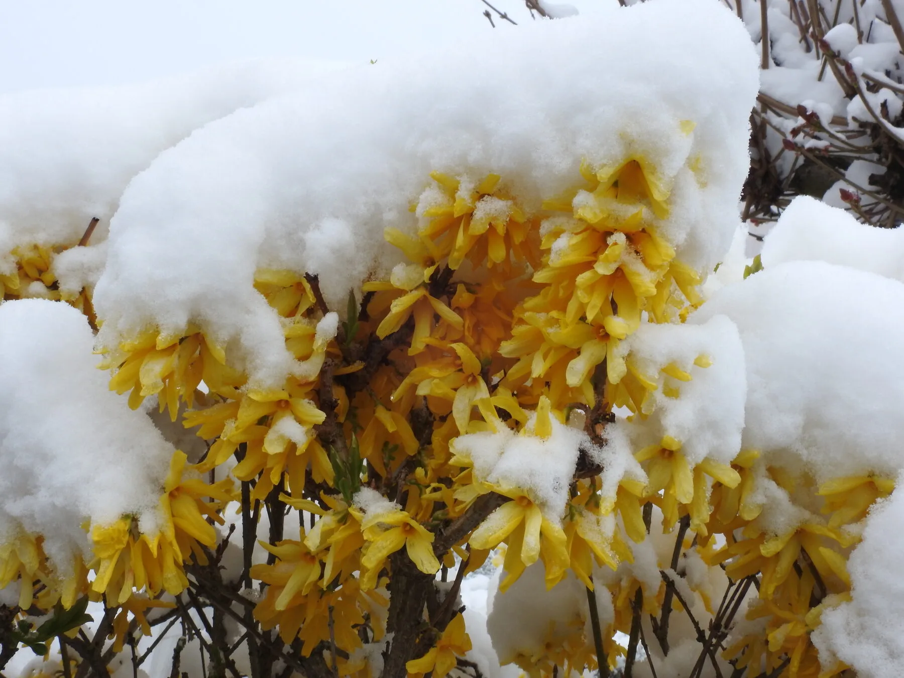 Leuchtend gelb blühender Forsythienstrauch vor blauem Frühlingshimmel