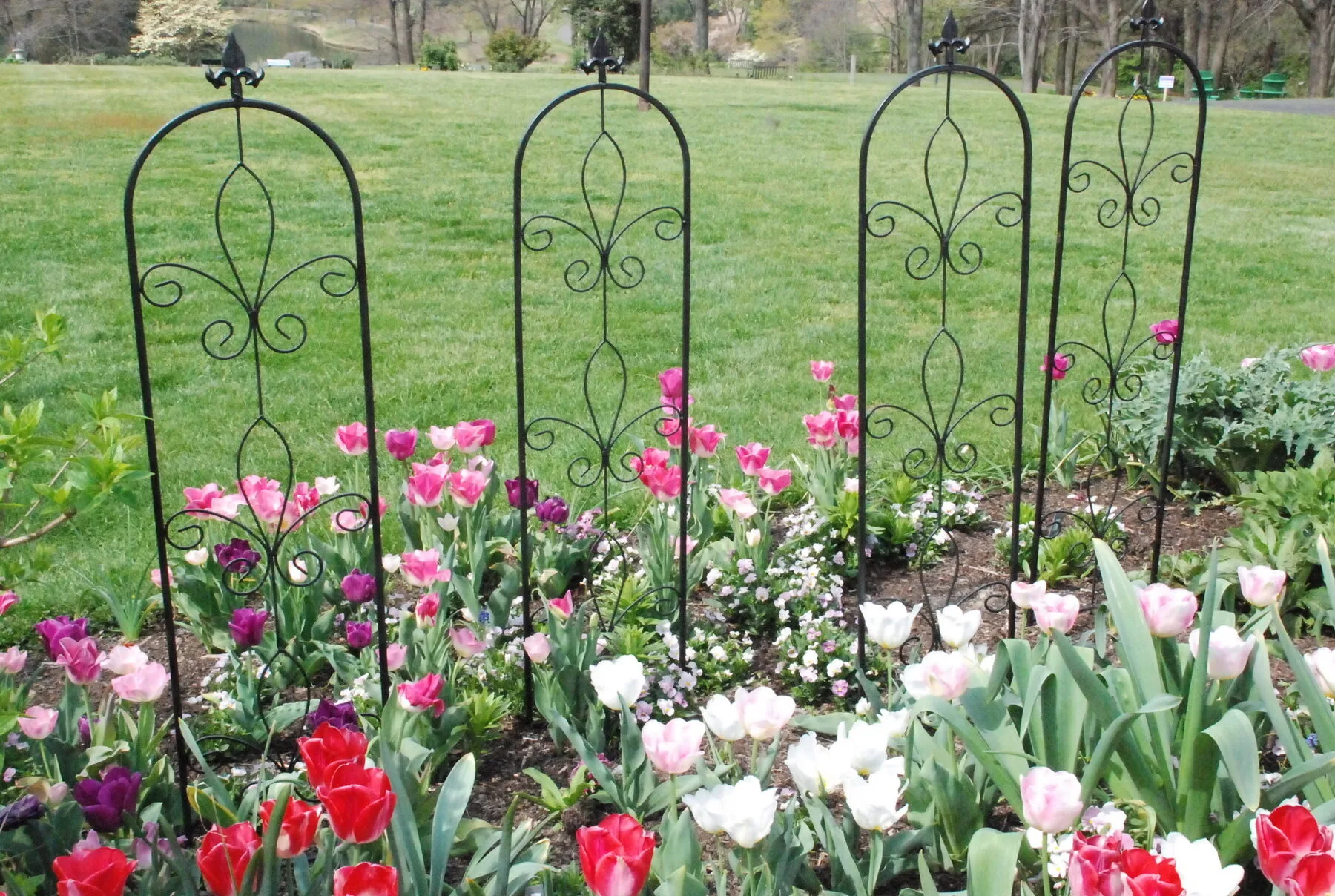 Colorful spring bed with tulips blooming in red and yellow