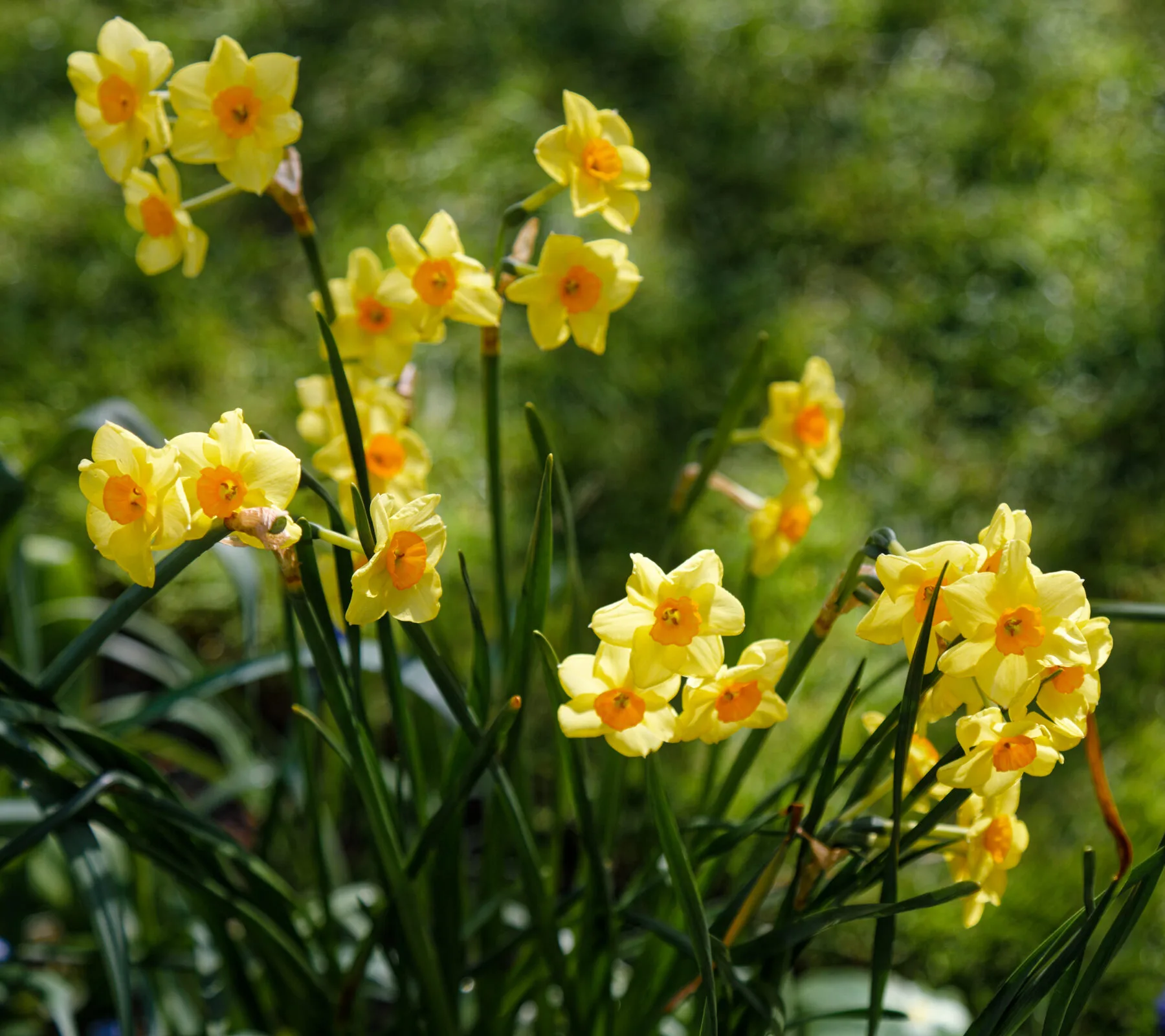 Yellow daffodils blooming in dense clumps in the spring garden