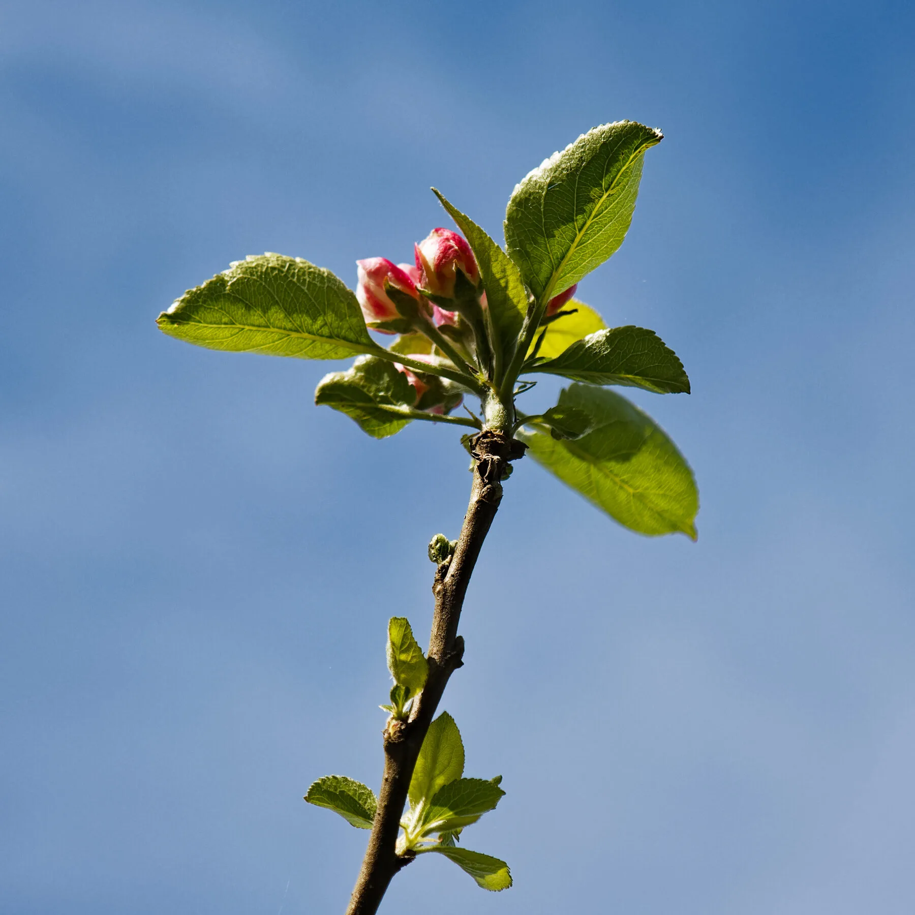 Voll erblühter Apfelbaum mit weiß-rosa Blüten vor blauem Aprilhimmel
