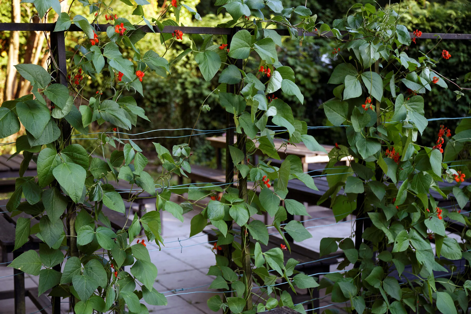 Young pole beans climbing a frame of bamboo canes in the vegetable bed