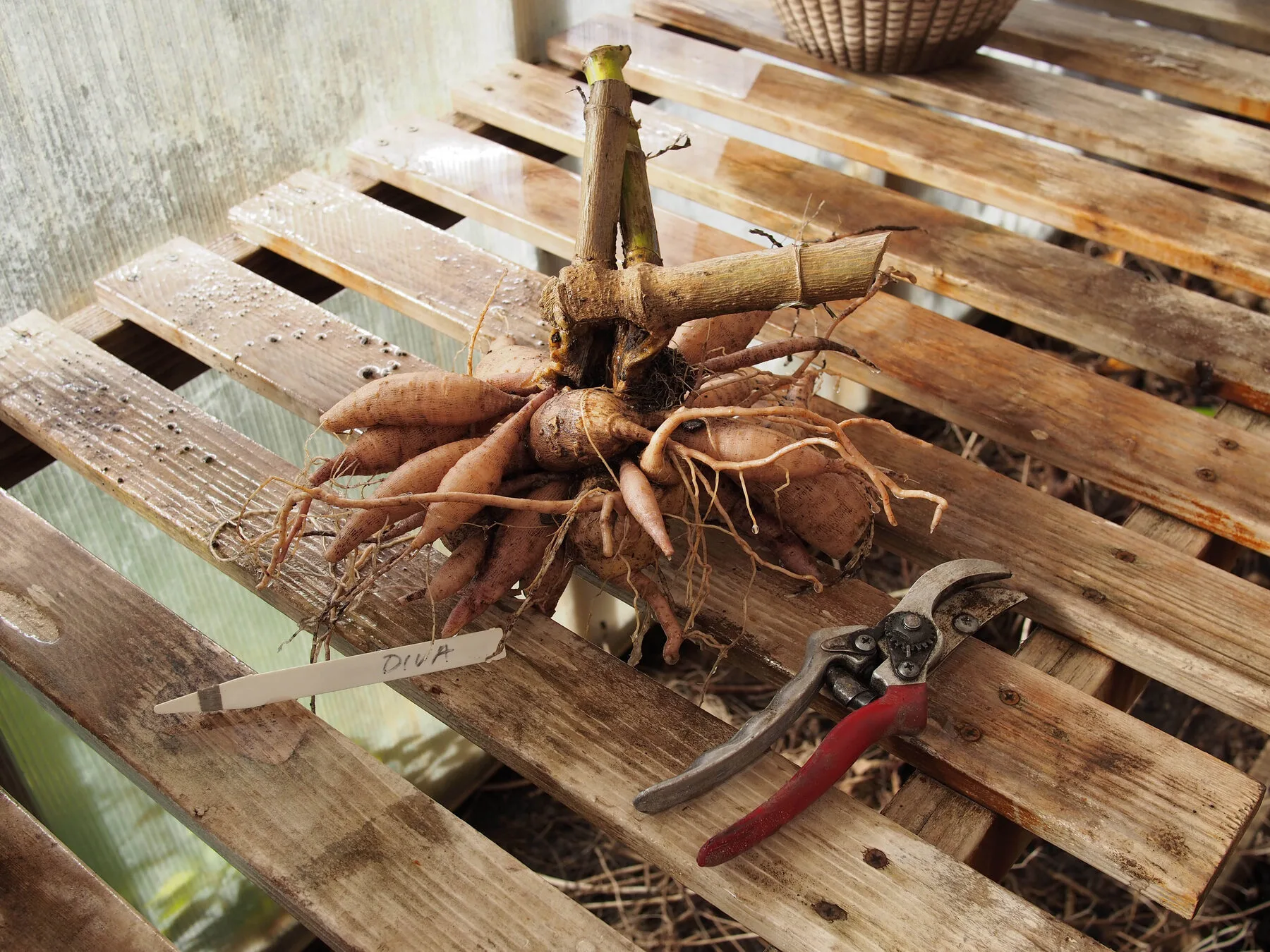 A handful of knobbly dahlia tubers ready for planting
