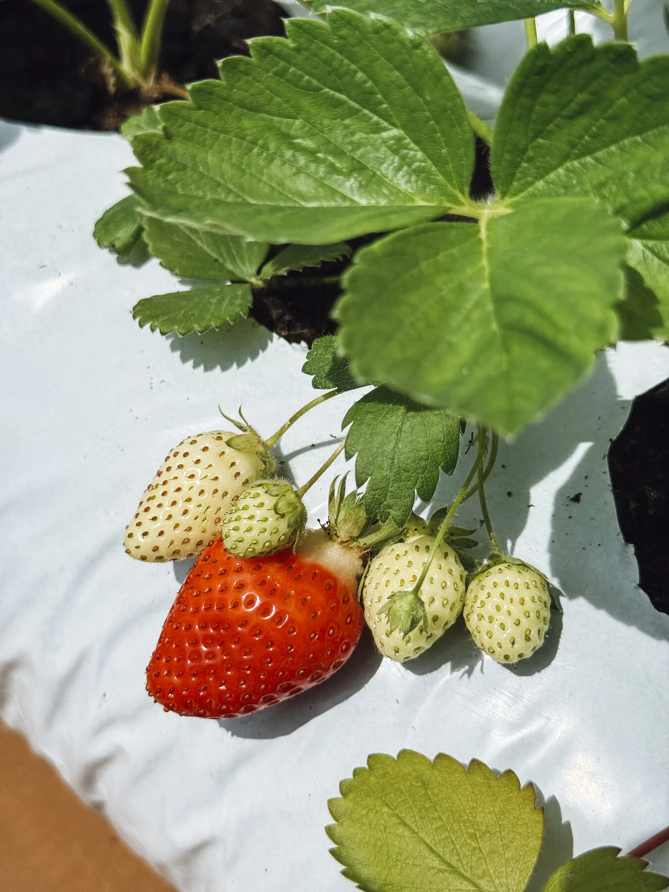 Erdbeerpflanzen mit reifen roten und noch grünen Früchten im Gartenbeet