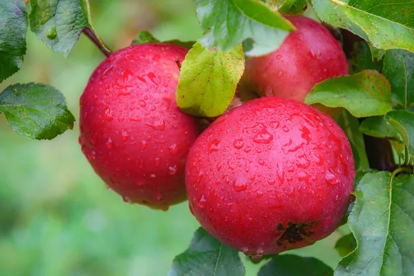 Reife rote Äpfel hängen dicht an einem Apfelbaum im herbstlichen Garten