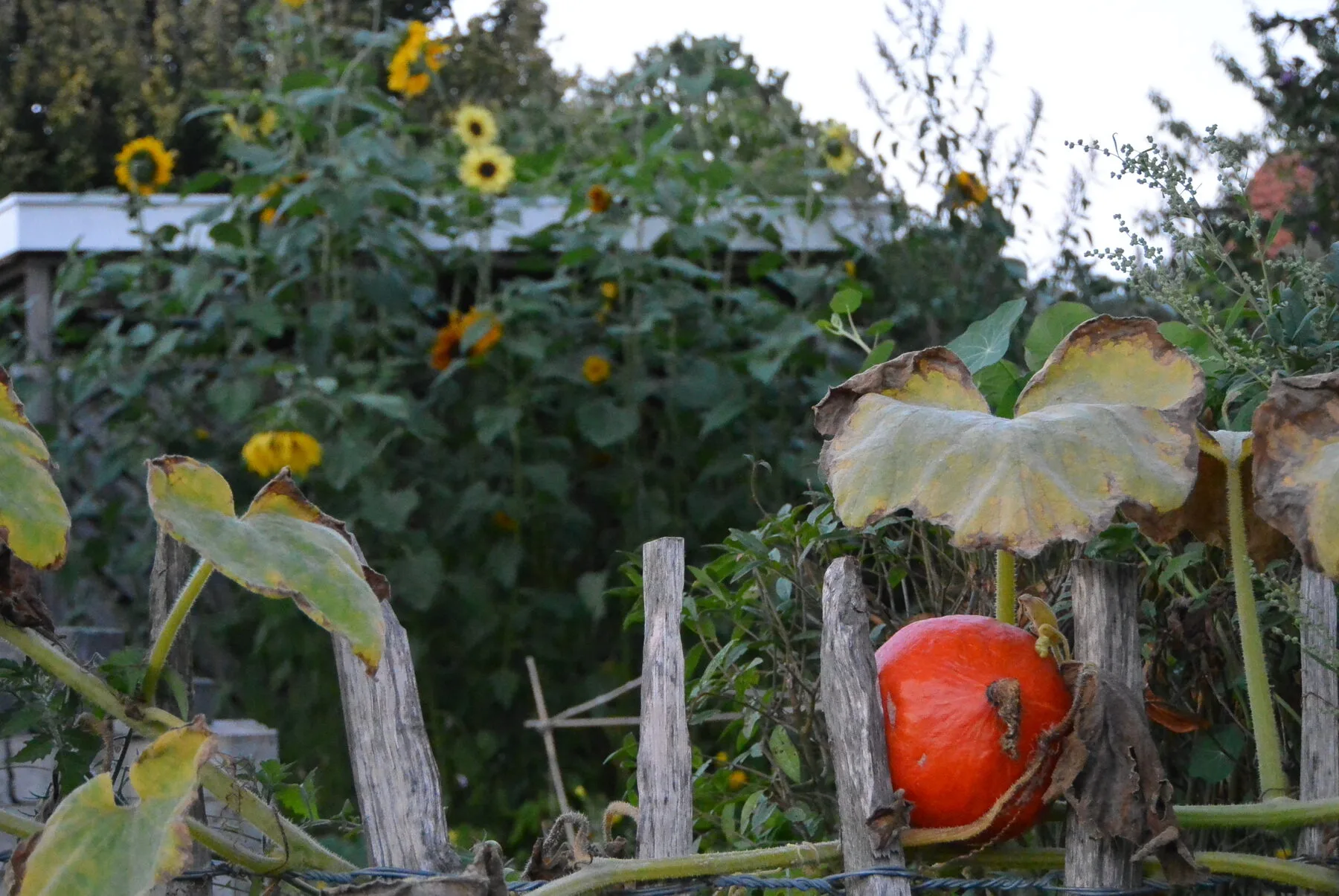 Reife orange Kürbisse liegen an der Pflanze im herbstlichen Beet