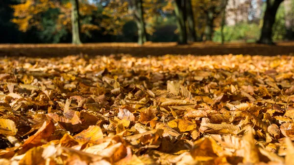 Herbstlich bunt gefärbte Bäume und Laub in einem Park im Oktober