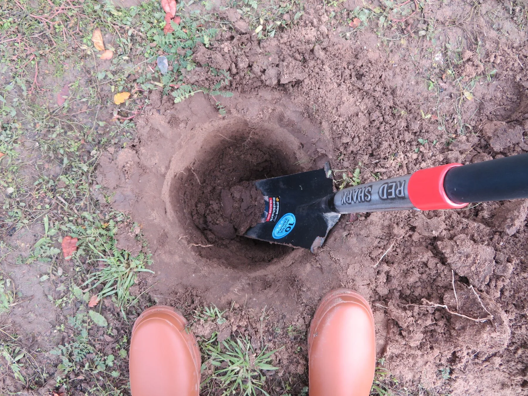 Ein ausgehobenes Pflanzloch mit Spaten im Gartenboden