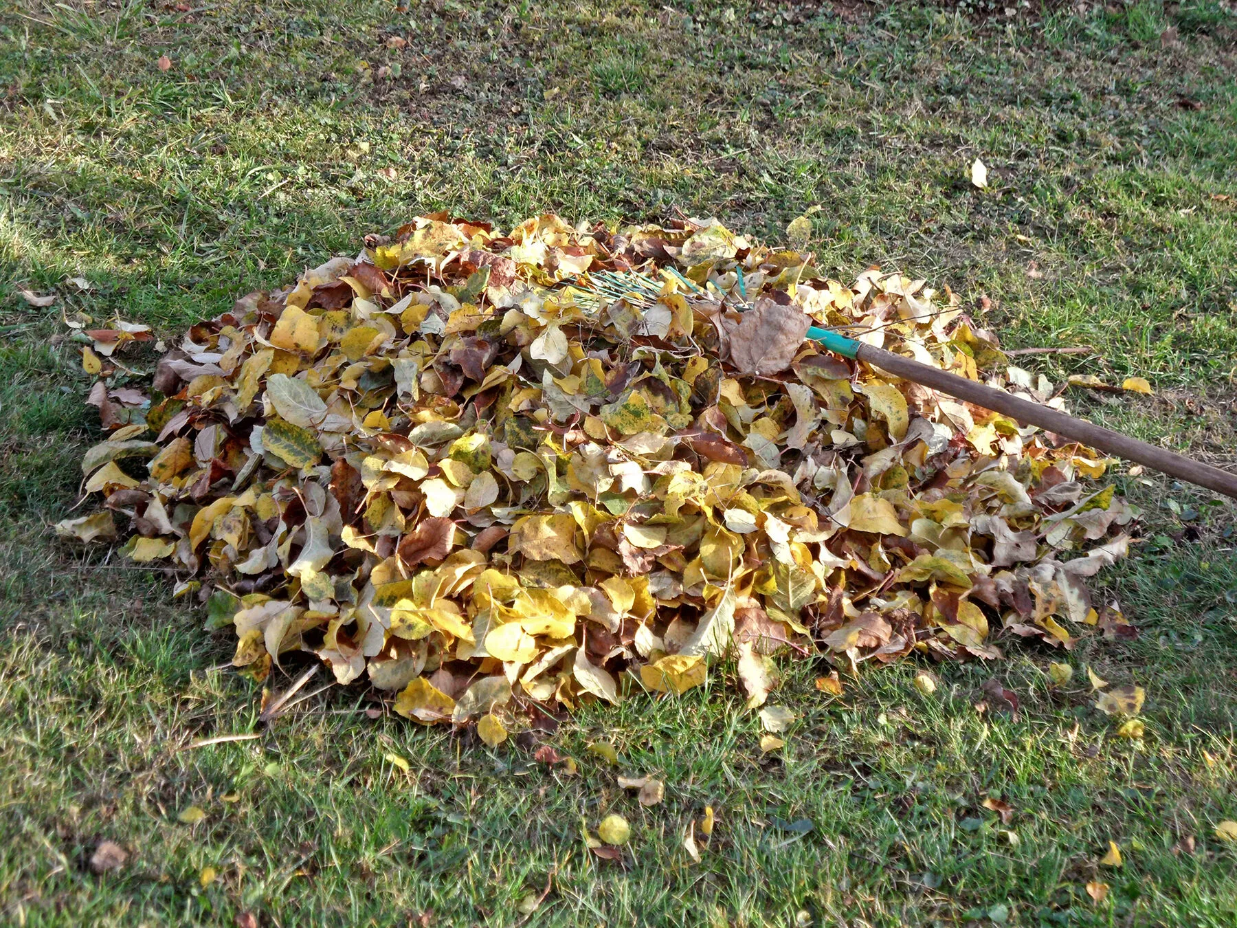 Ein aufgeschichteter Laubhaufen aus buntem Herbstlaub in einer Gartenecke