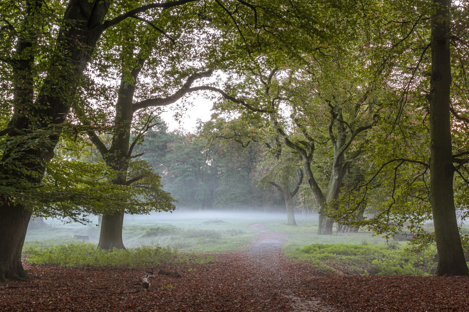 Kahle Bäume im Morgennebel eines novemberlichen Parks
