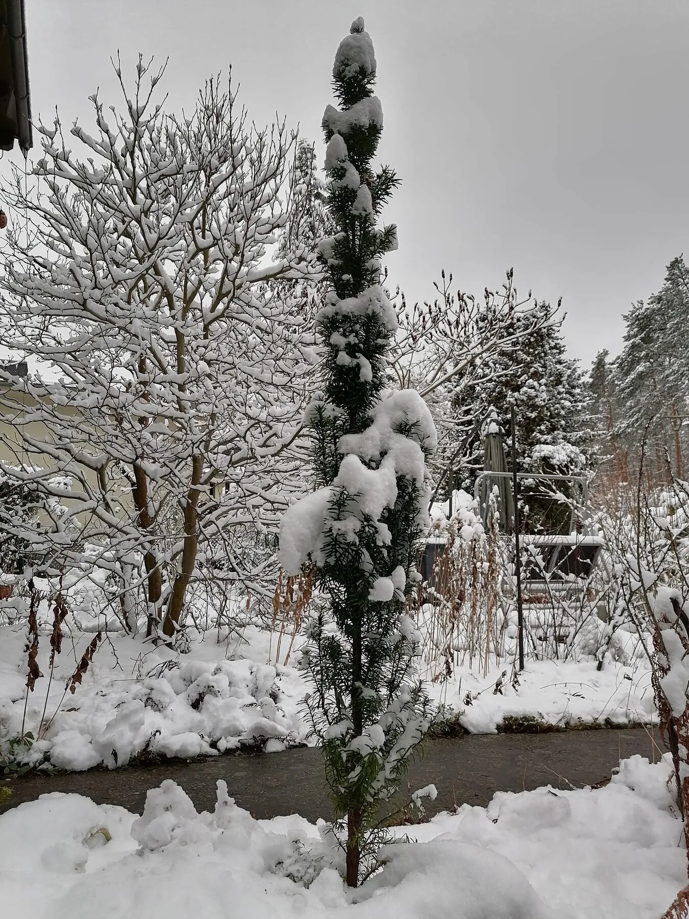 Ein verschneiter Hausgarten mit schneebedeckten Beeten und Sträuchern