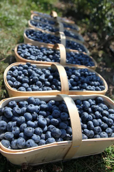 Mehrere Holzkörbe voller frisch geernteter blauer Heidelbeeren auf einer Wiese
