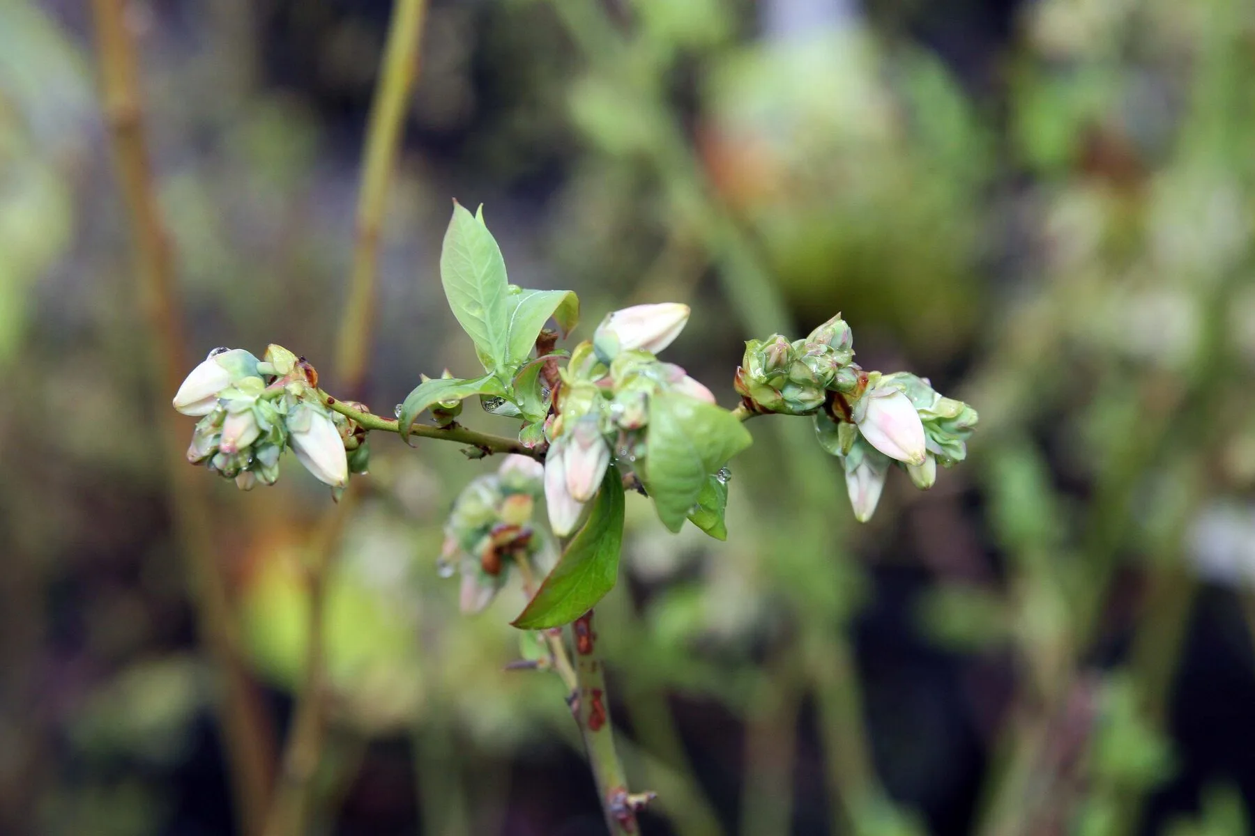 Pale pink and white bell-shaped blueberry flowers on a twig