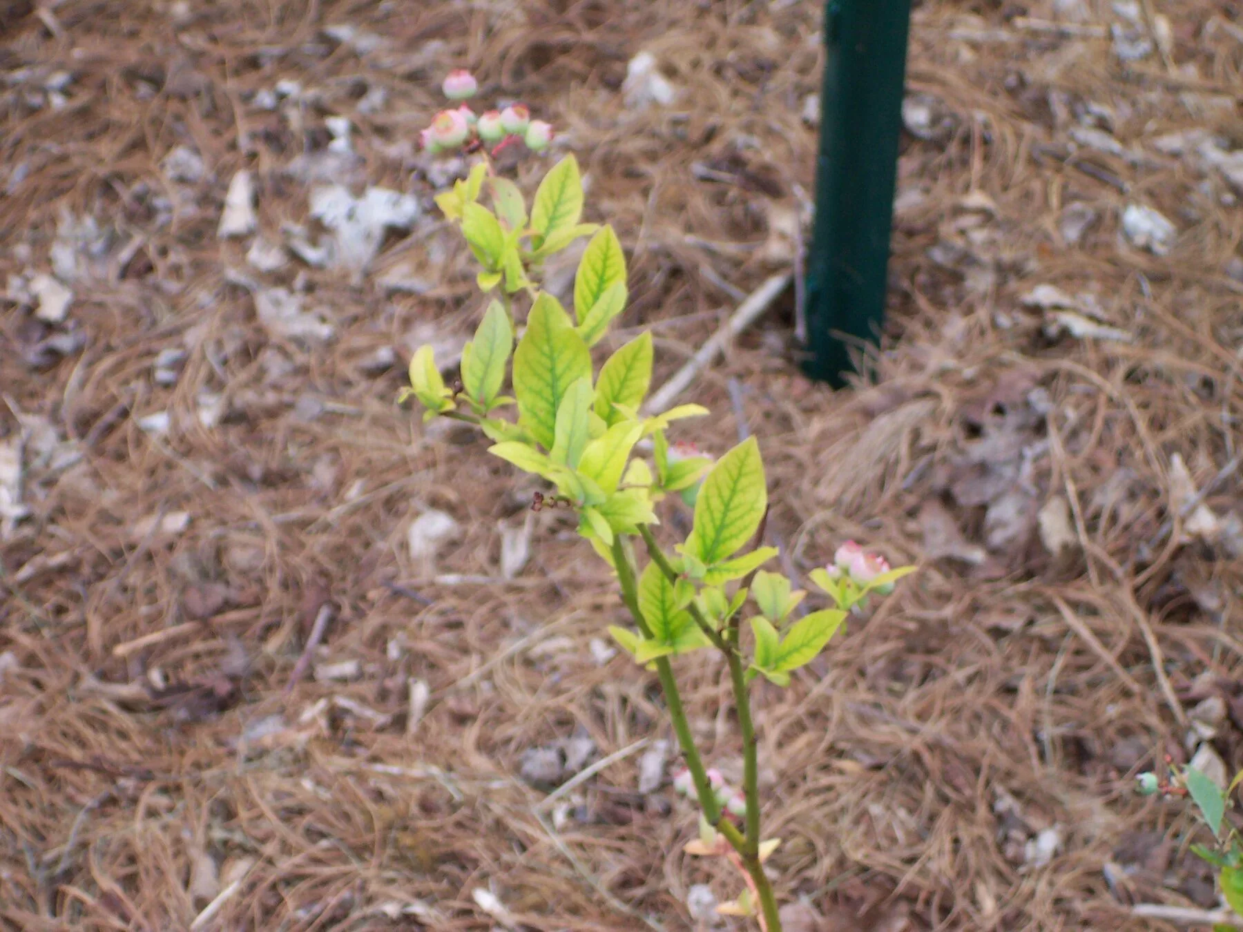 A blueberry leaf with a yellow leaf surface and strikingly green veins