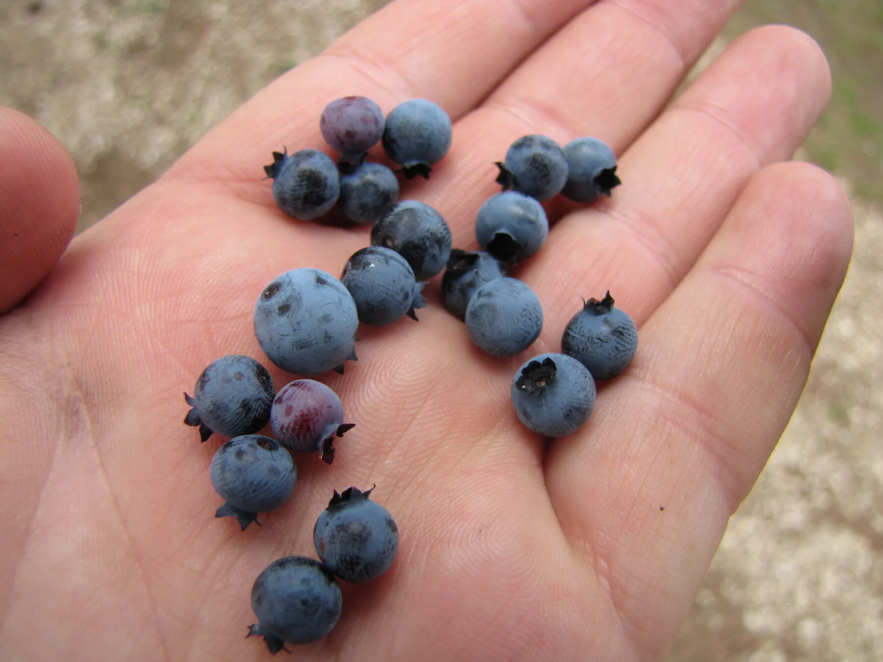 A handful of ripe, dusty-blue blueberries fresh from the bush