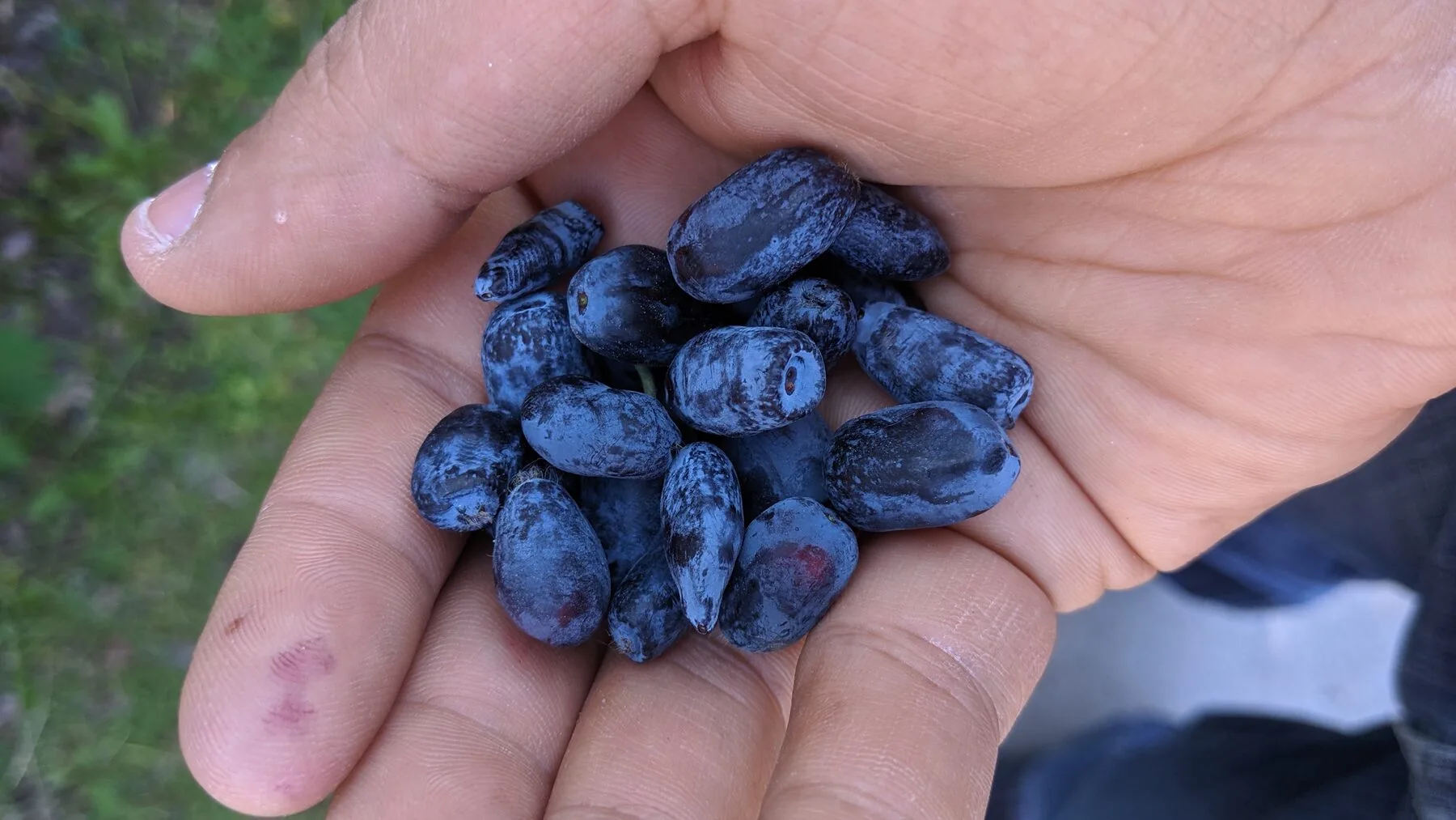 Eine Handvoll länglicher, blau bereifter Maibeeren frisch geerntet