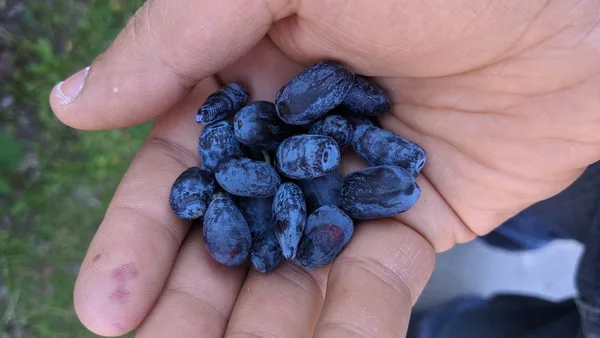 Eine Handvoll länglicher, blau bereifter Maibeeren frisch geerntet
