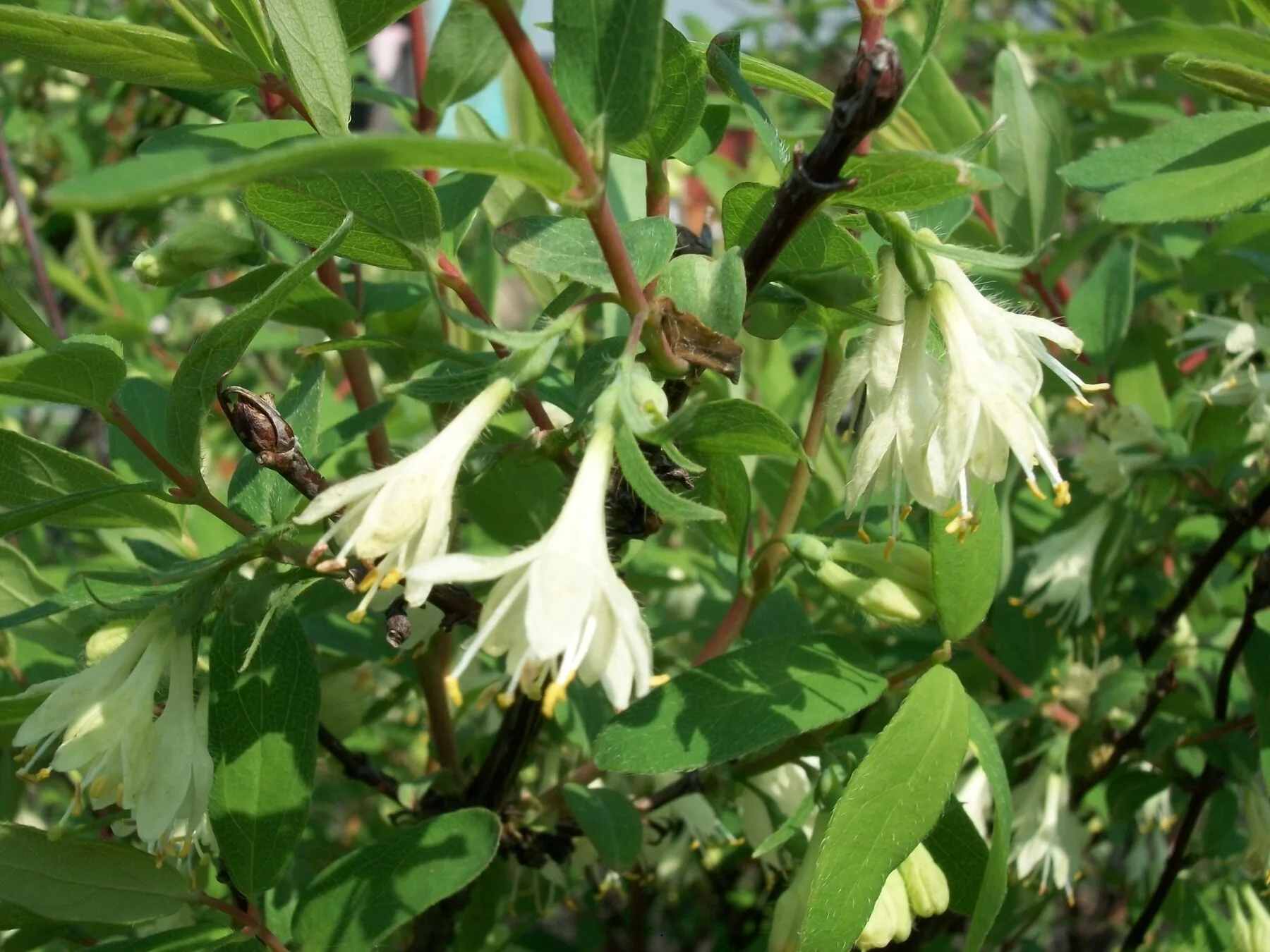 Cremeweiße, glockenförmige Blüten der Maibeere an einem belaubten Zweig