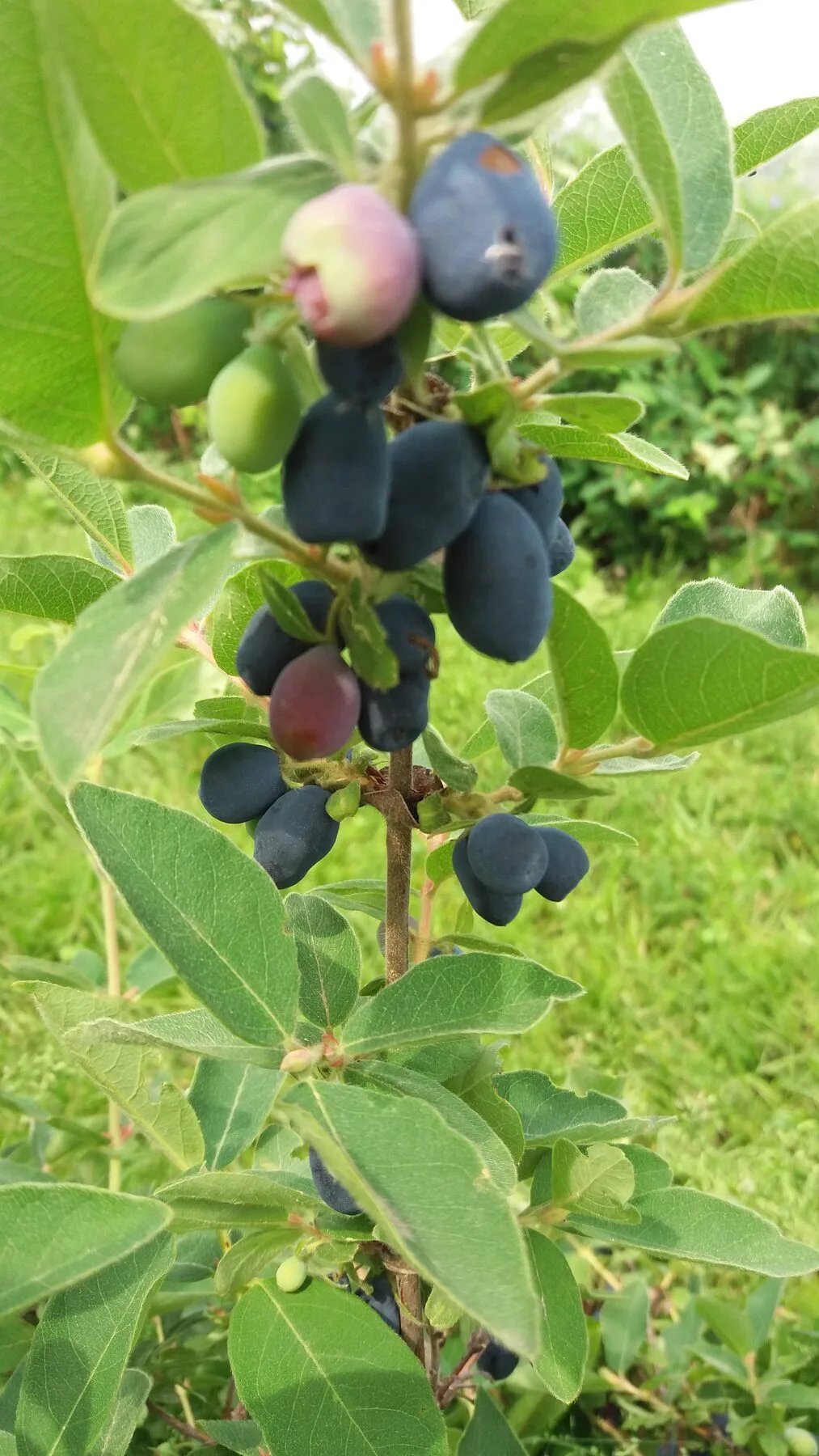 Reife blaue und noch grüne längliche Maibeeren hängen am belaubten Strauch