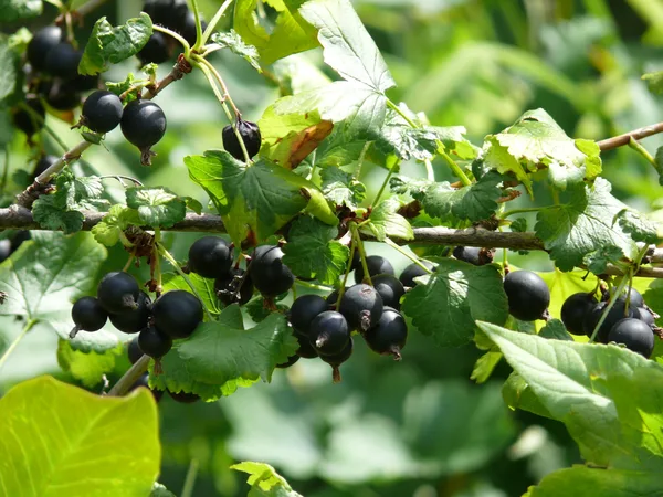 Reife, fast schwarze Jostabeeren hängen an einem sonnigen Strauch mit stachelbeerähnlichen Blättern
