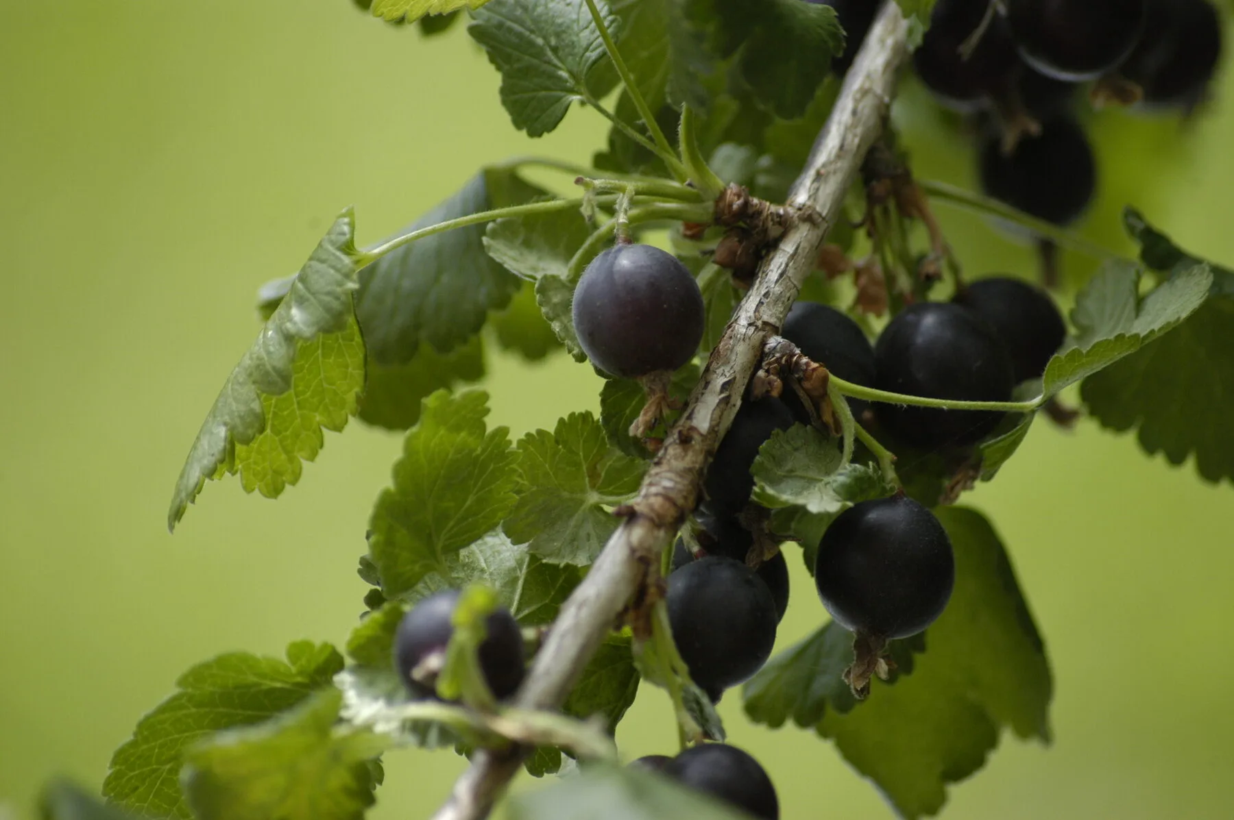 Close-up of dark jostaberries on a branch against a green background