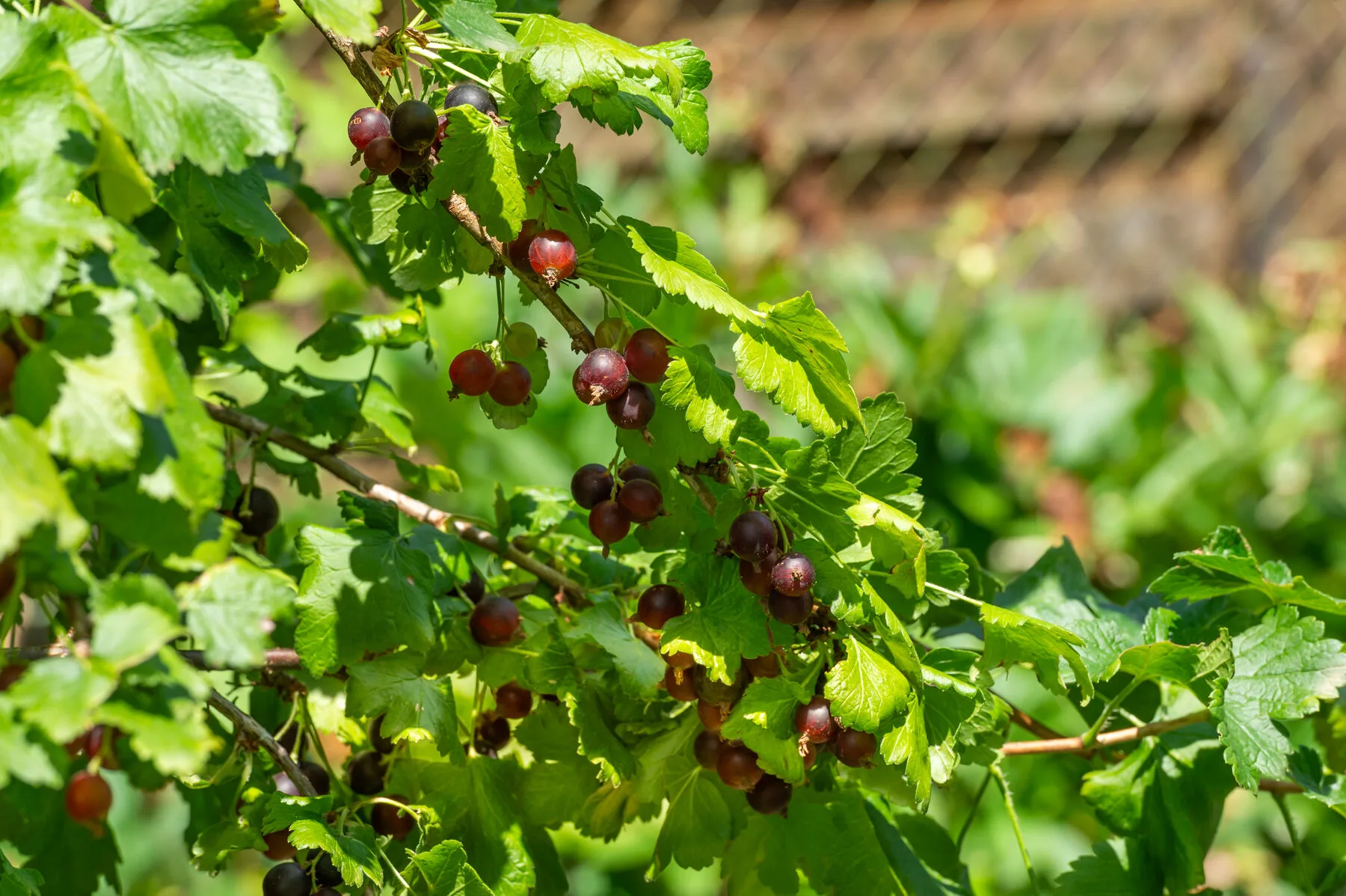 A broad, spreading jostaberry bush with ripening berries in a sunny garden