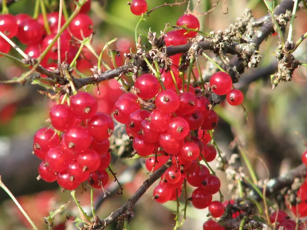 Leuchtend rote, durchscheinende Johannisbeeren in Trauben an einem sonnigen Strauch