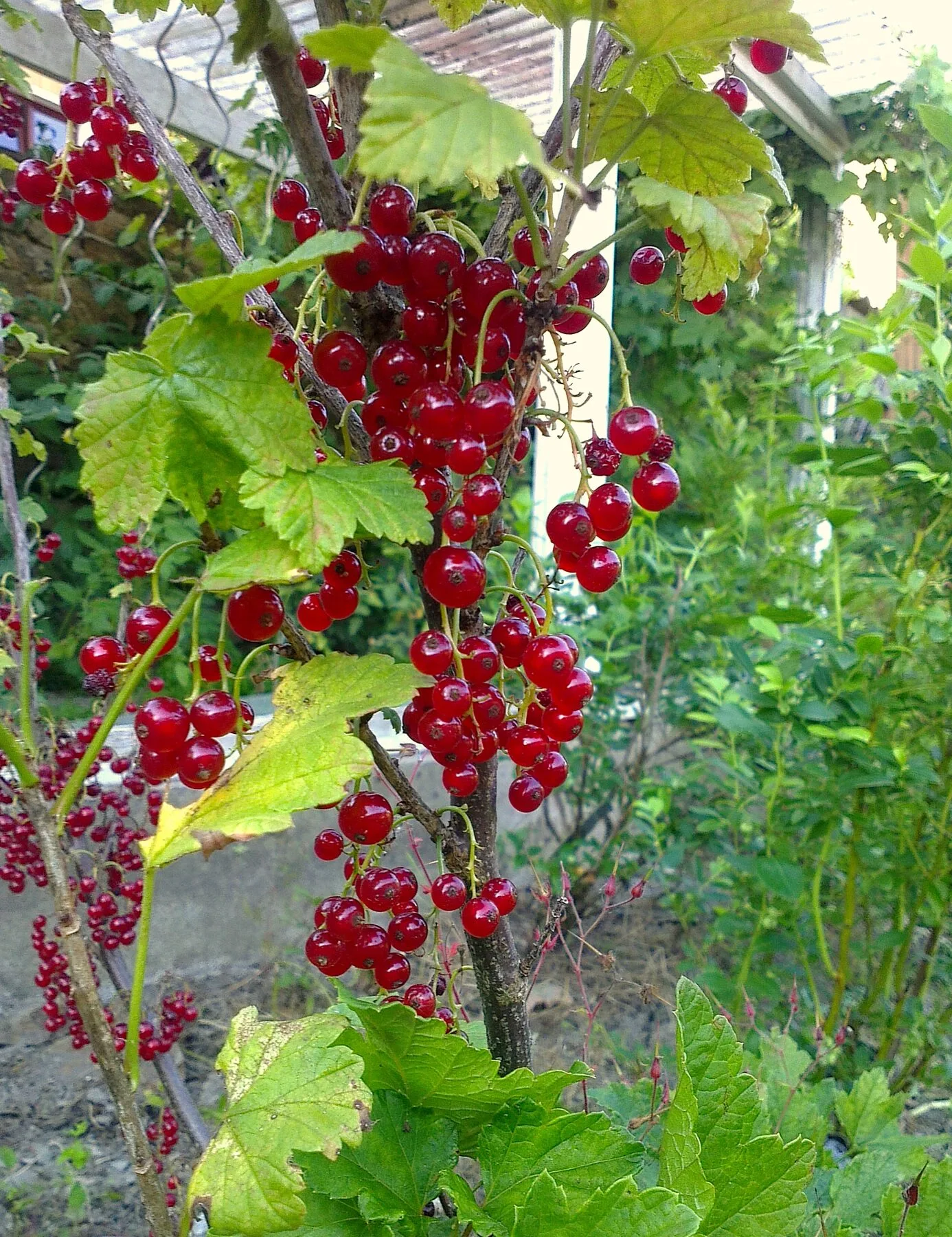 Clusters of ripe redcurrants