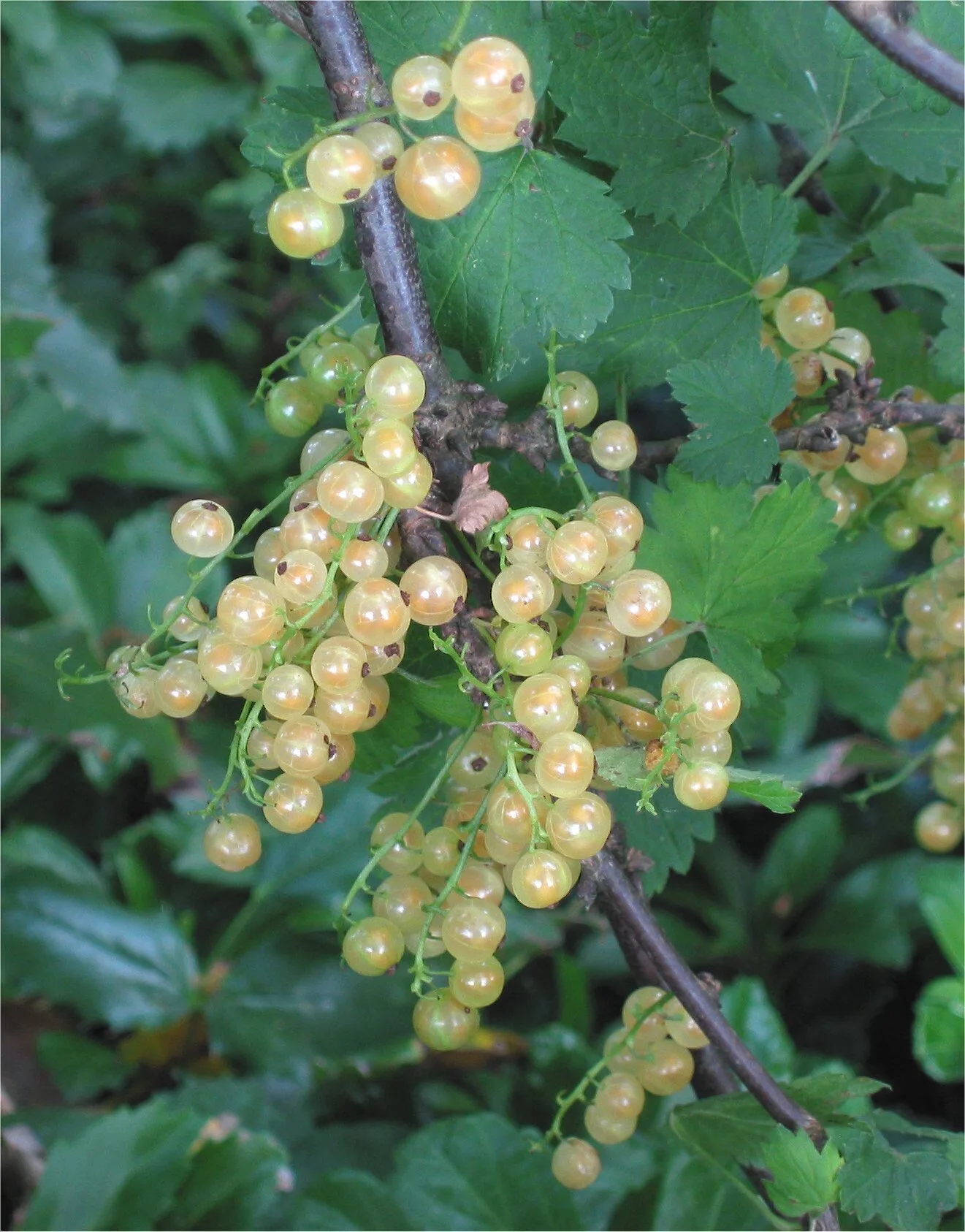 Clusters of translucent white-yellow currants on the bush