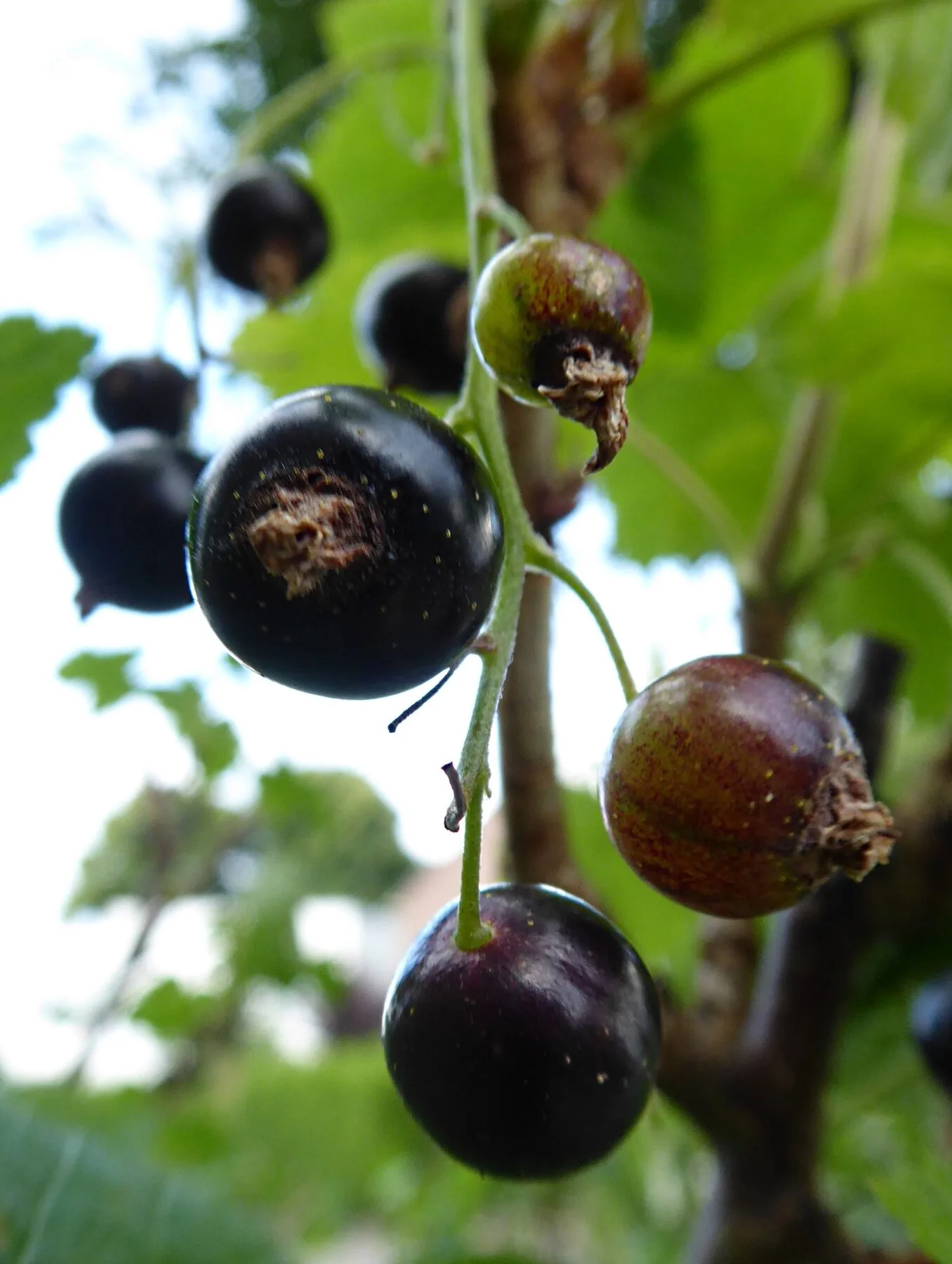 Close-up of ripe, glossy blackcurrants on the branch