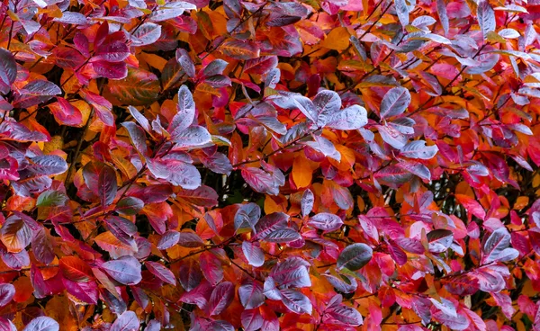Leuchtend rot bis purpurn gefärbtes Herbstlaub eines Aroniastrauchs
