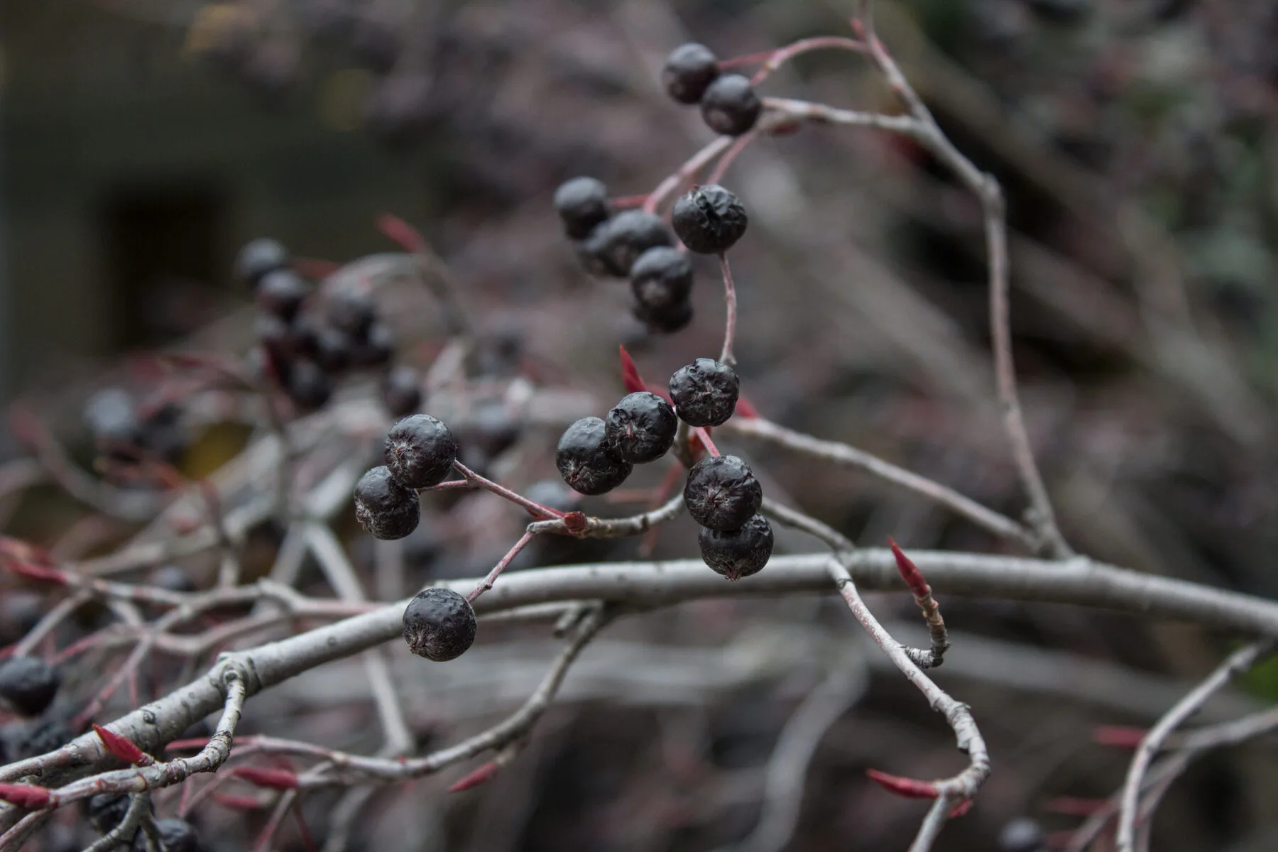 Deep dark, almost black aronia berries in clusters on an autumn branch