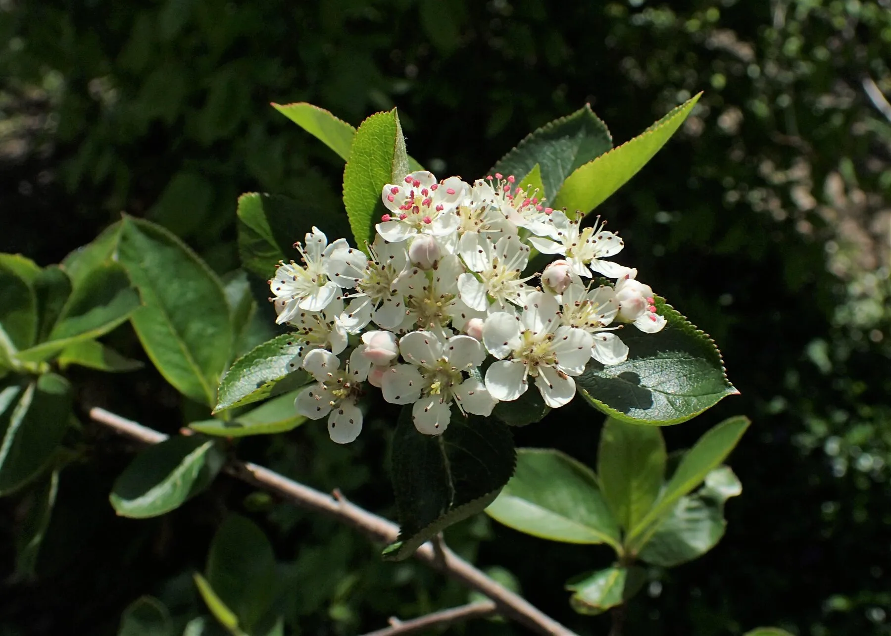 White aronia flower cluster with yellow stamens in spring