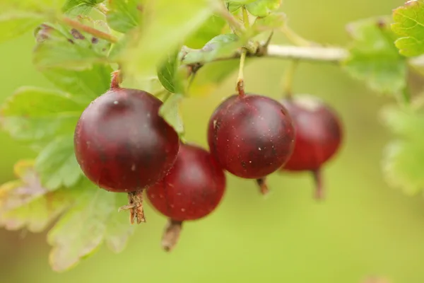 Nahaufnahme reifer, dunkelroter, leicht durchscheinender Stachelbeeren am Zweig